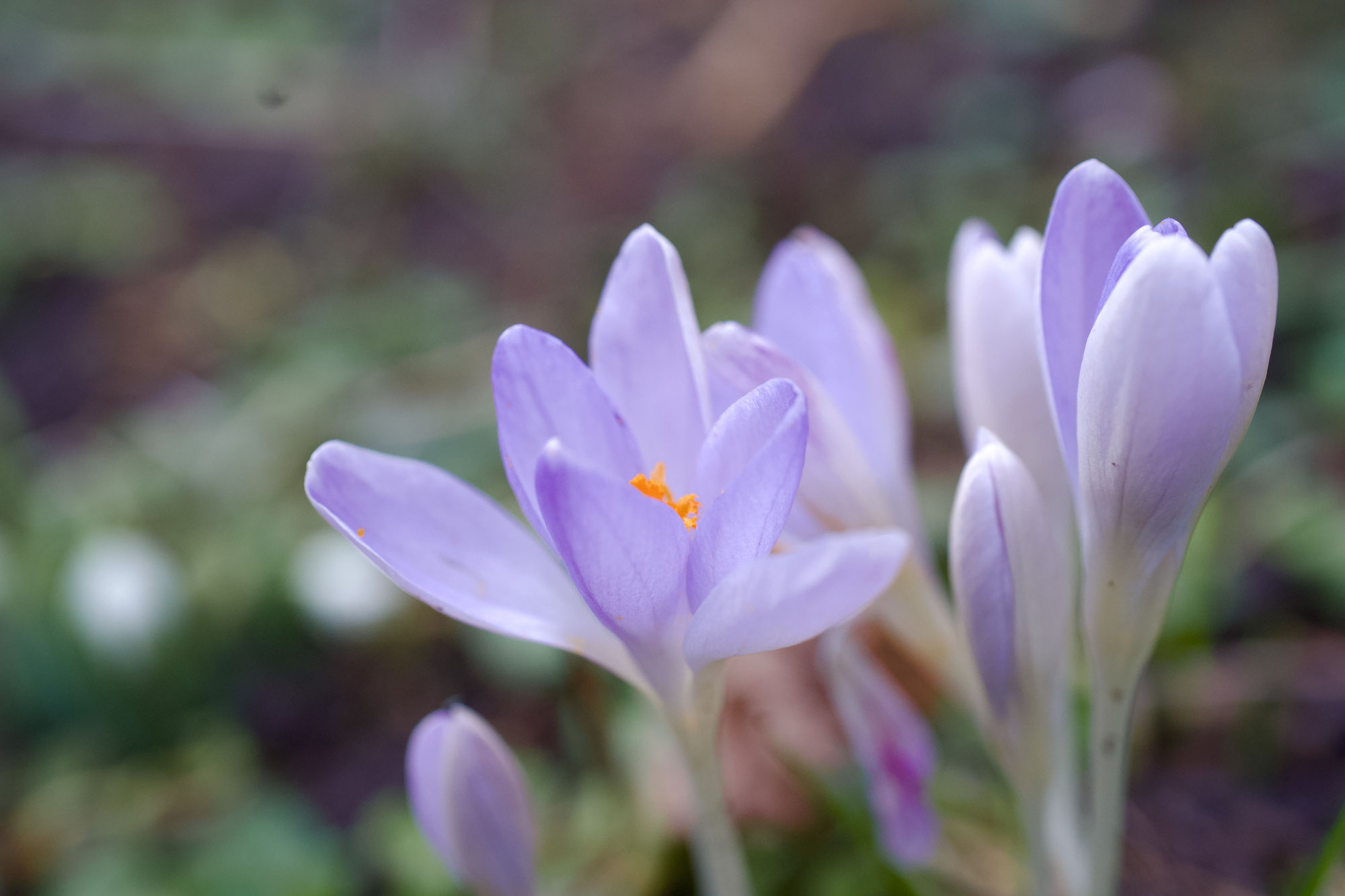 Die Sprache der Natur