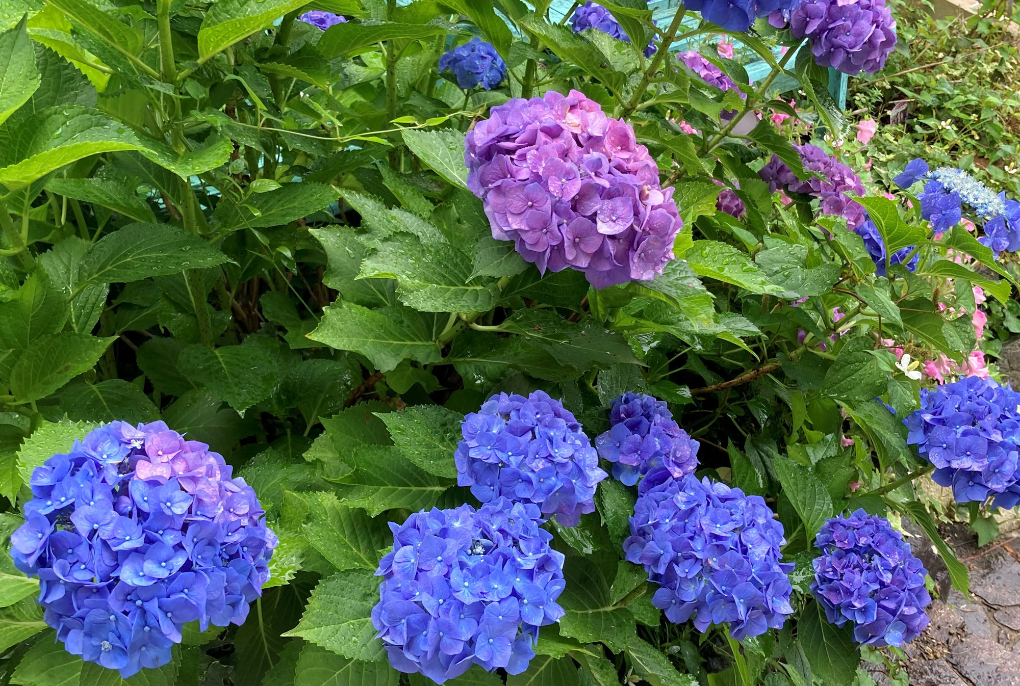 ♪　紫陽花の剪定　♪