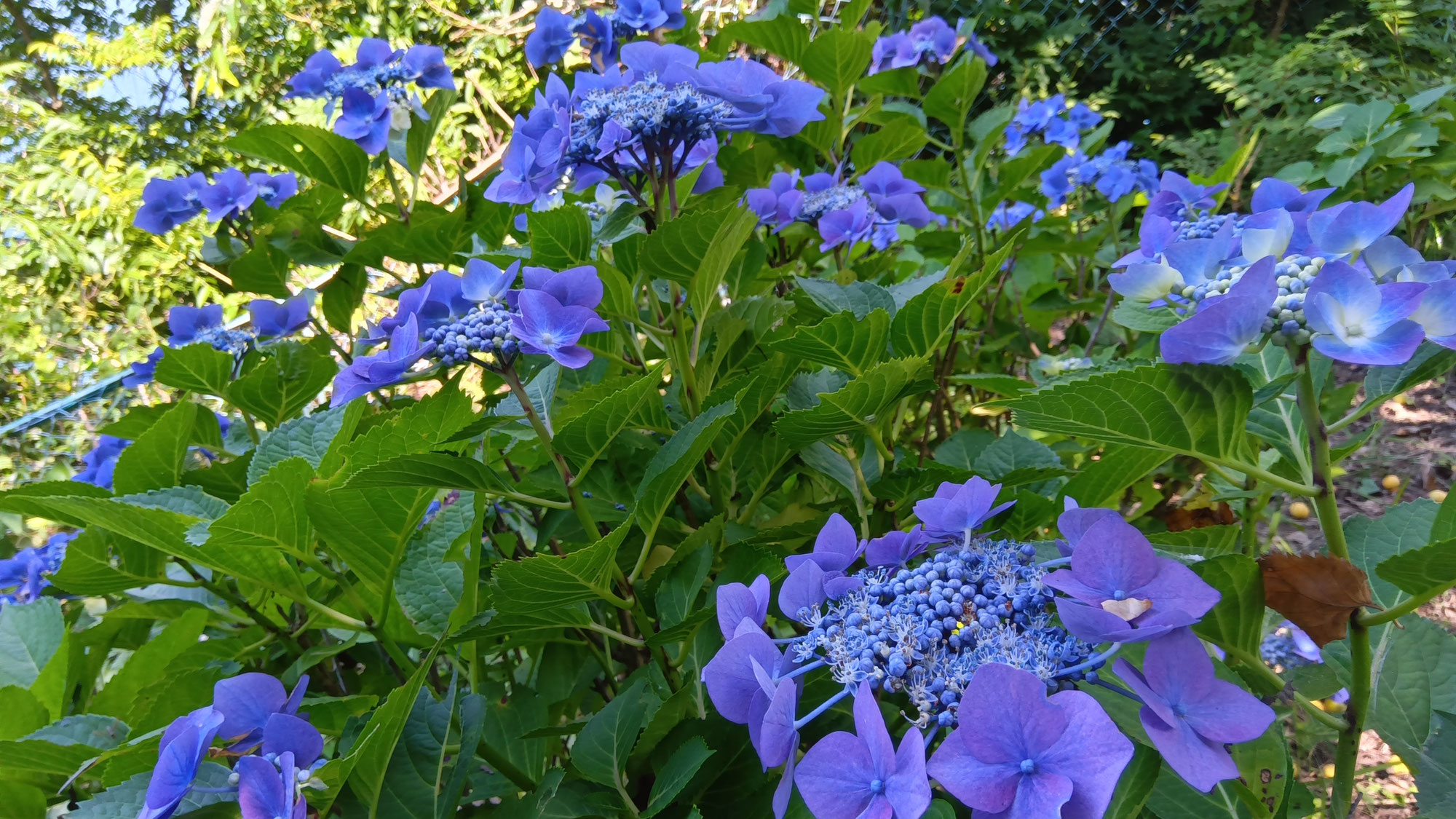 大崎公園の紫陽花