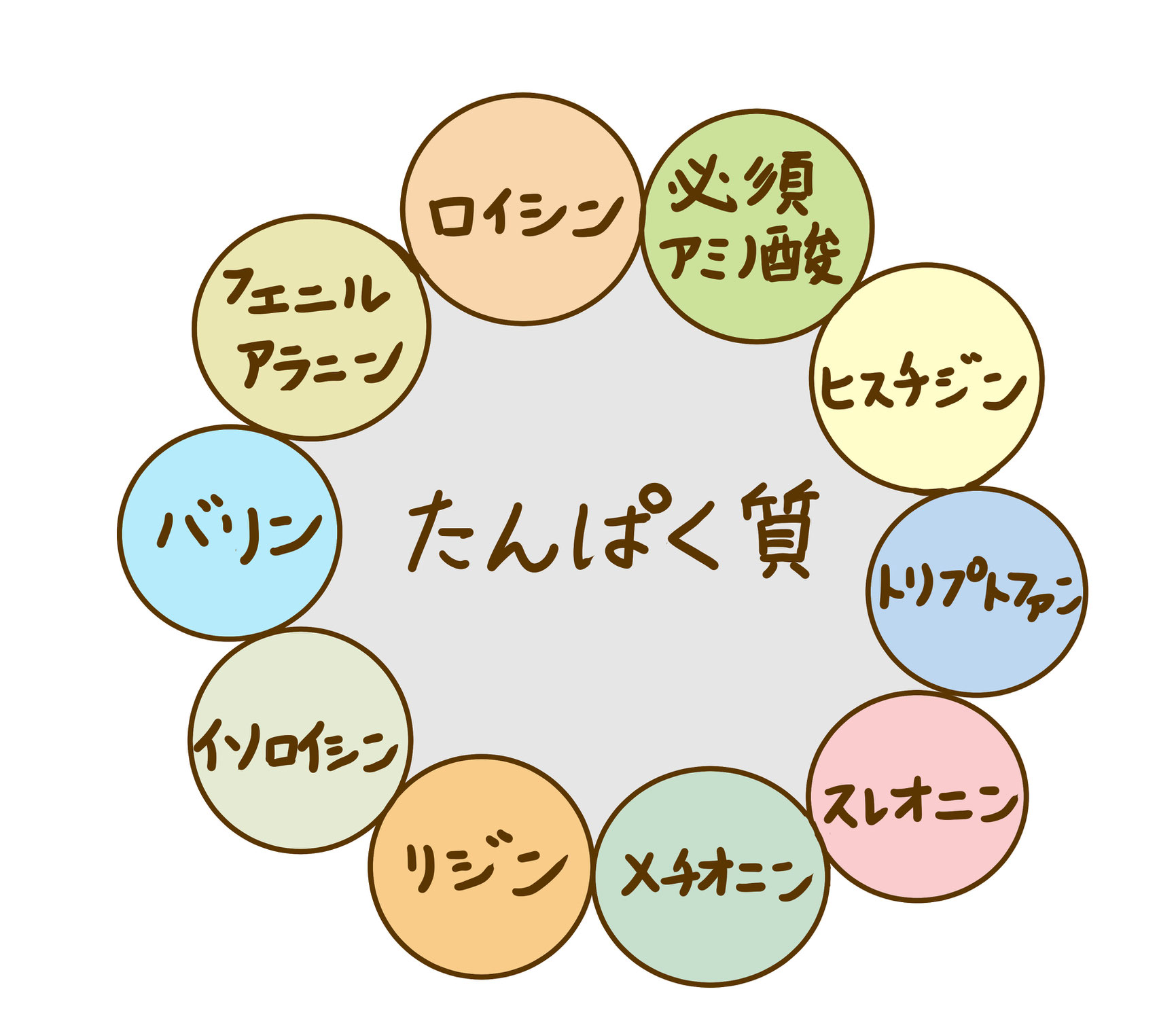 たんぱく質はカラダすべての原材料