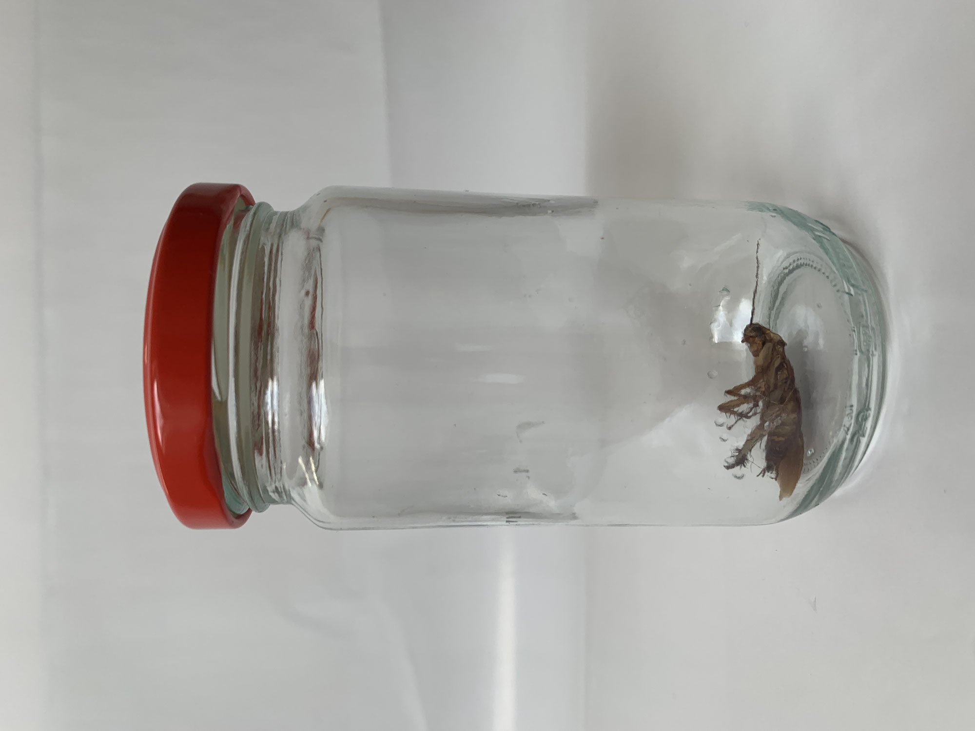 In a Jar 4: Organic Matter