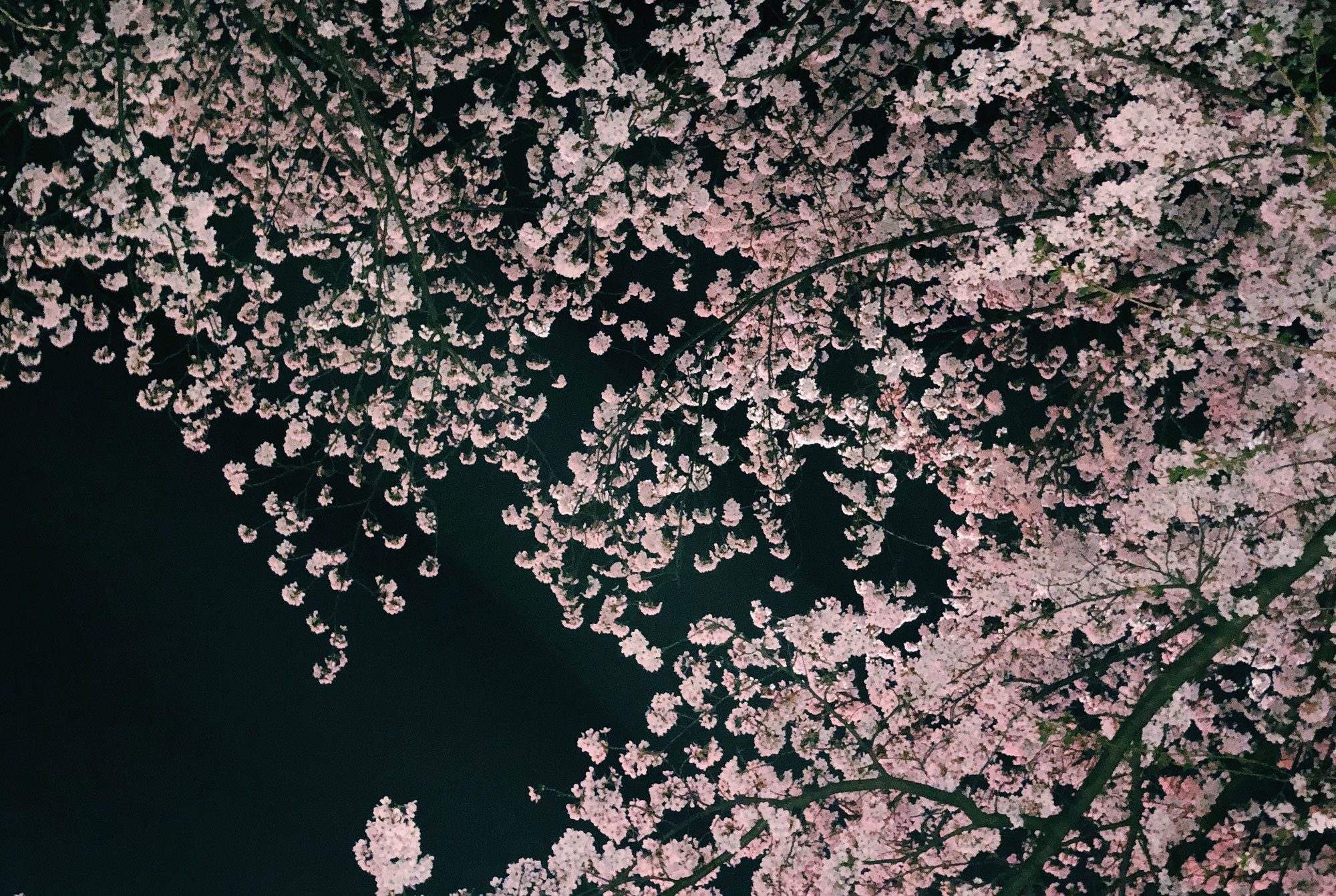 夜桜