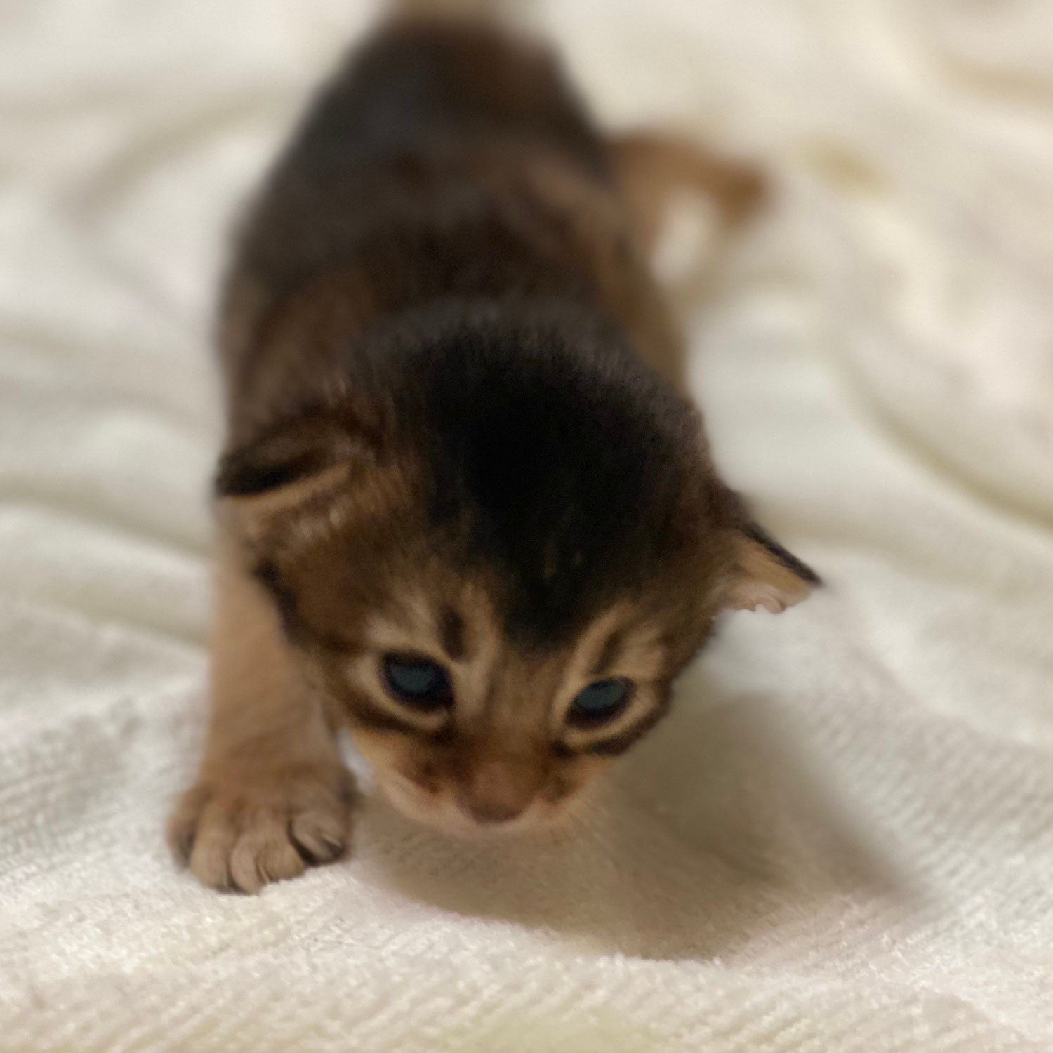 9月11日生まれ☆ソマリ子猫