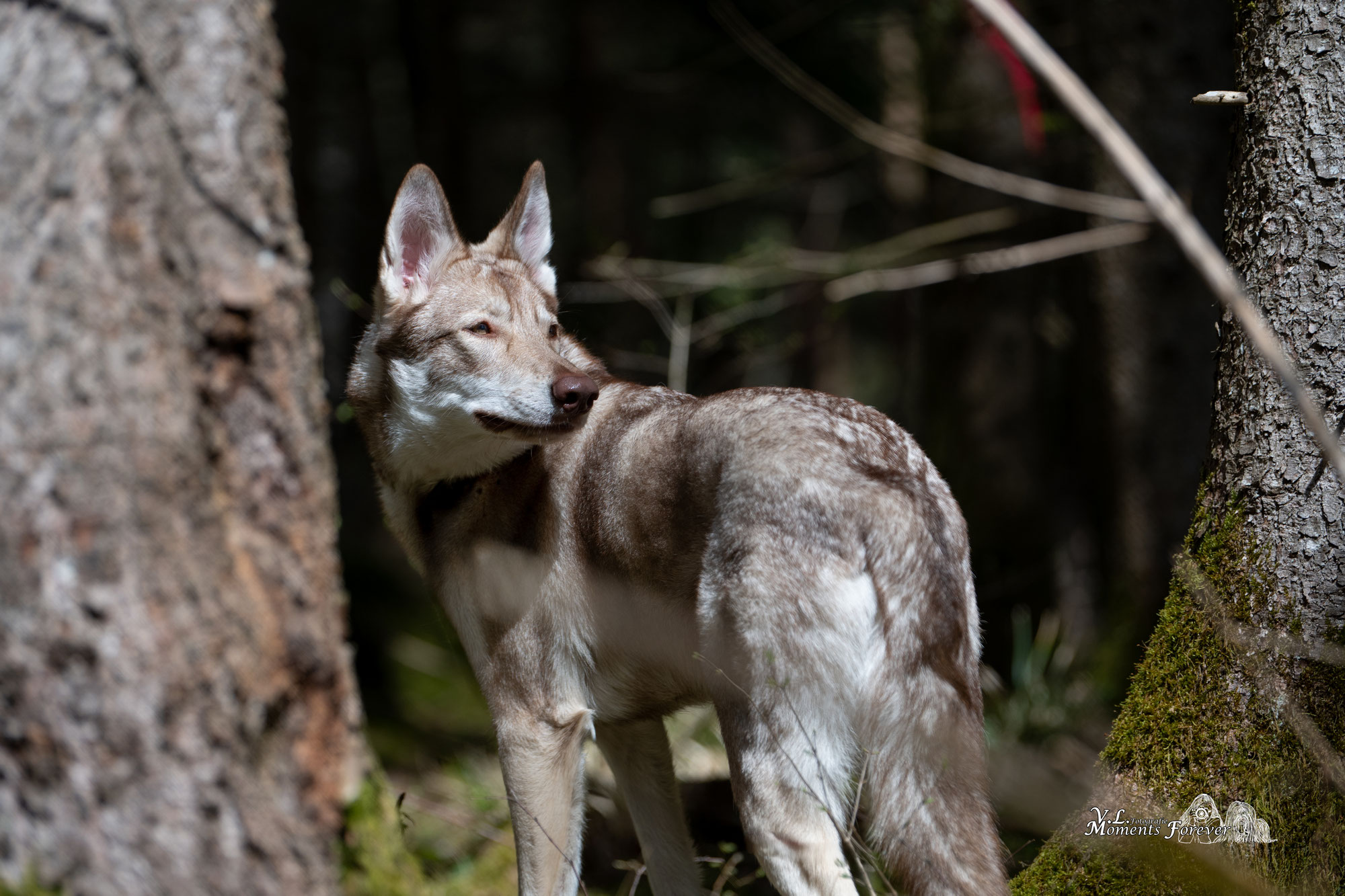 Waldshooting mit Tala
