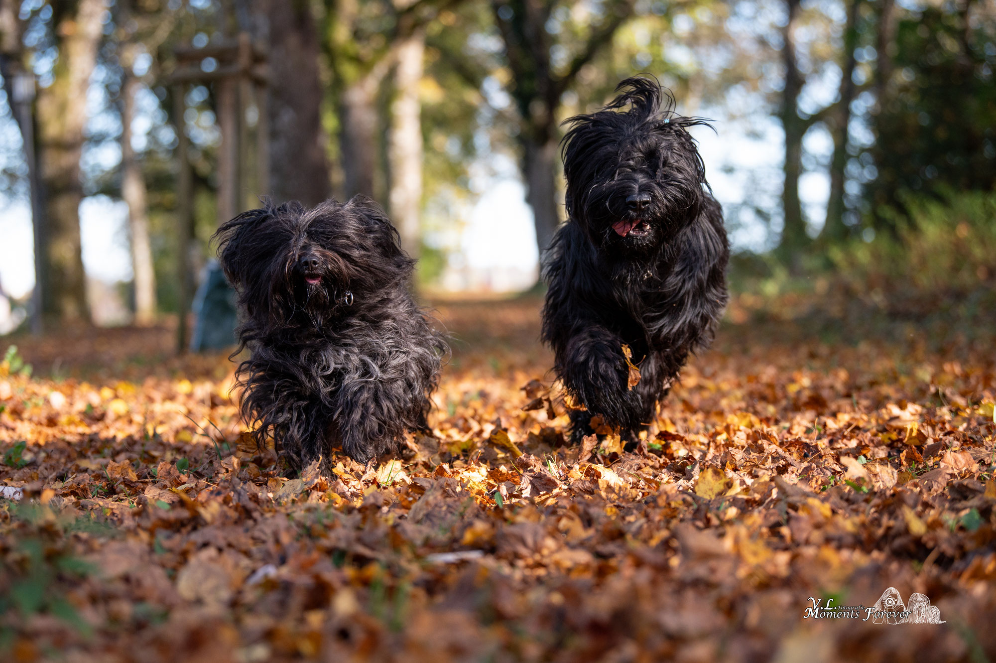 Warum Hunde im Herbst aufblühen