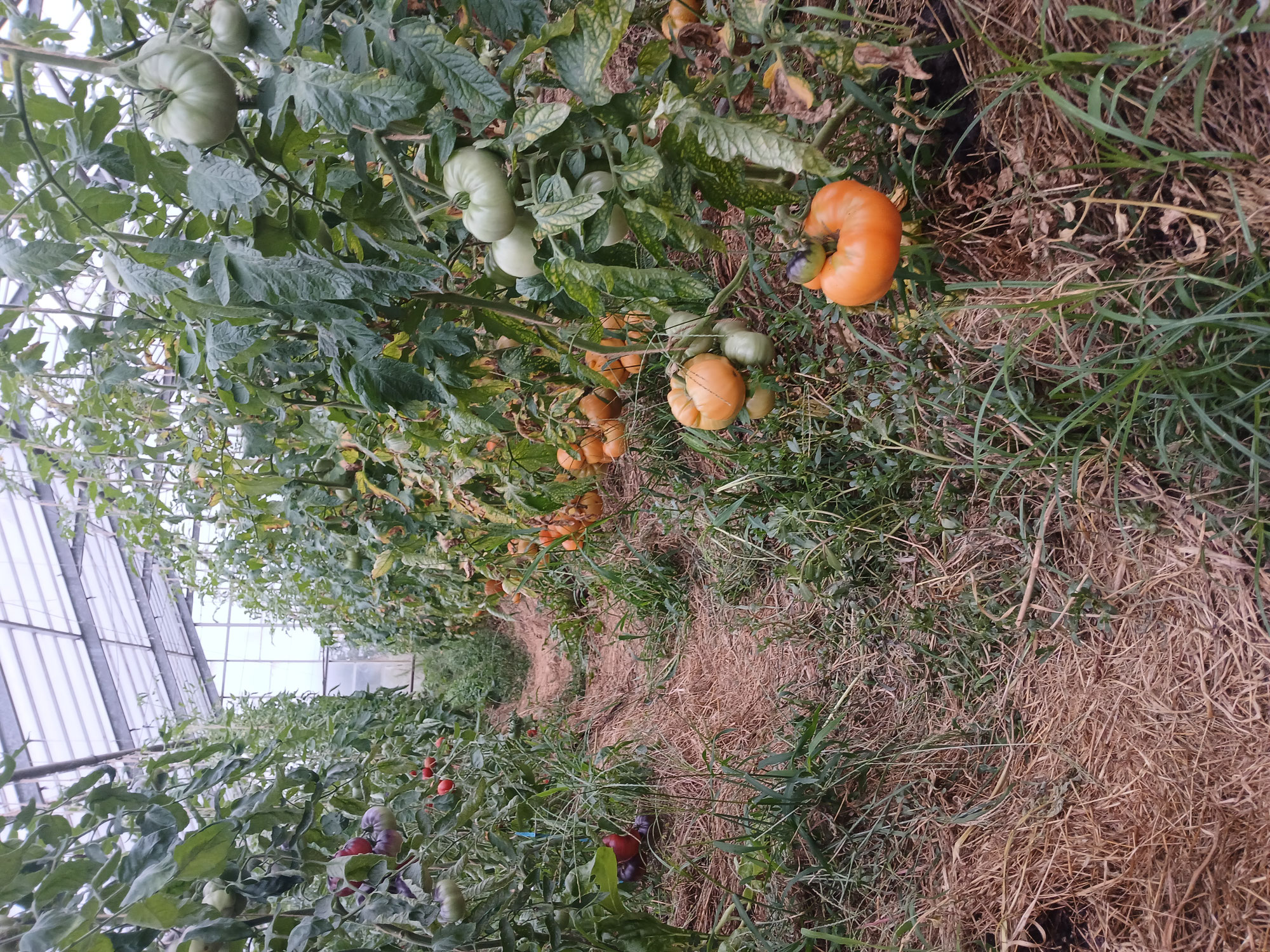 Gemeinsam ernten und mitwirken