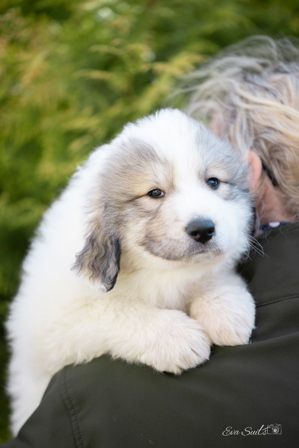 Vabad kutsikad / Available puppies!!
