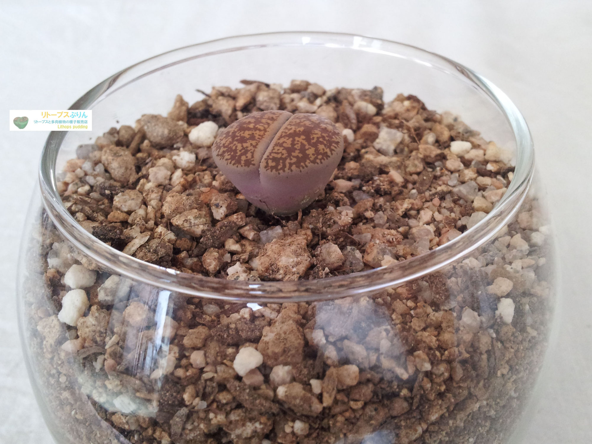 リトープス翠蛾の種子500粒C388 Steineckeana ステインケアナ