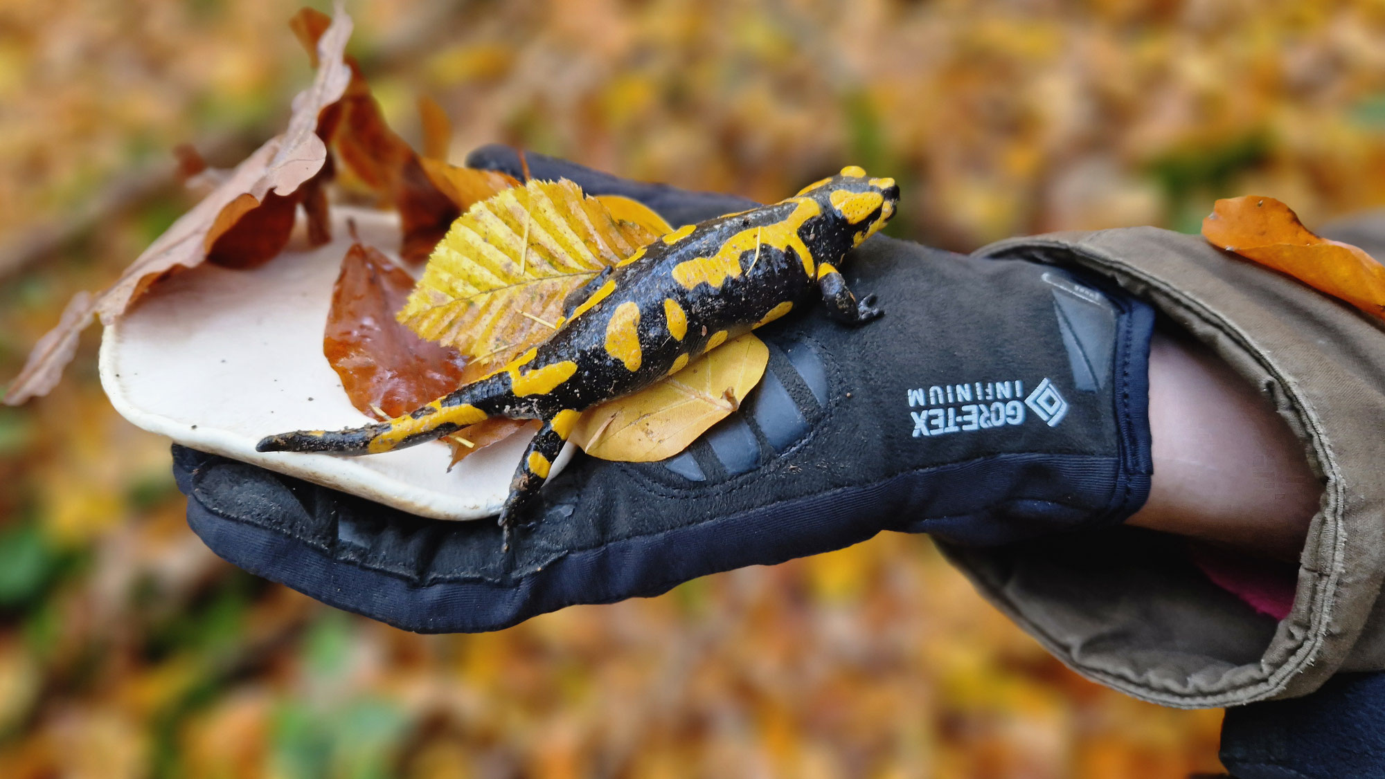 8. Klassen unterwegs im Wald