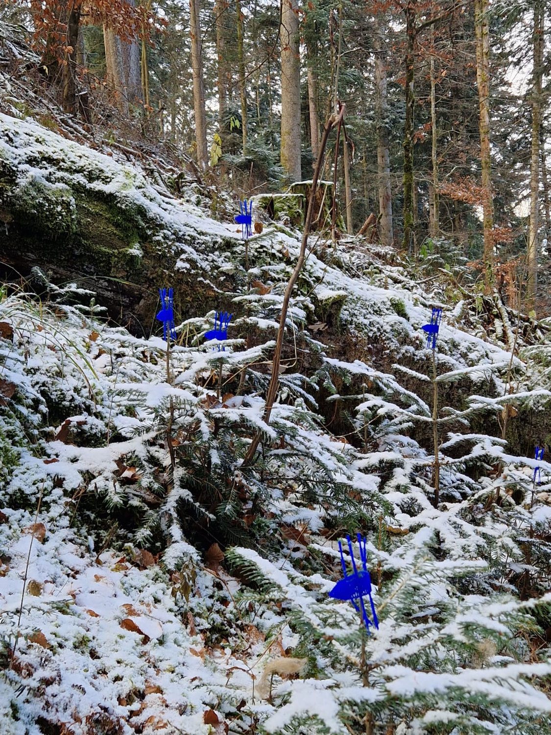Wald-Wild-Lebensraumstrategie: Ein Schritt in die richtige Richtung
