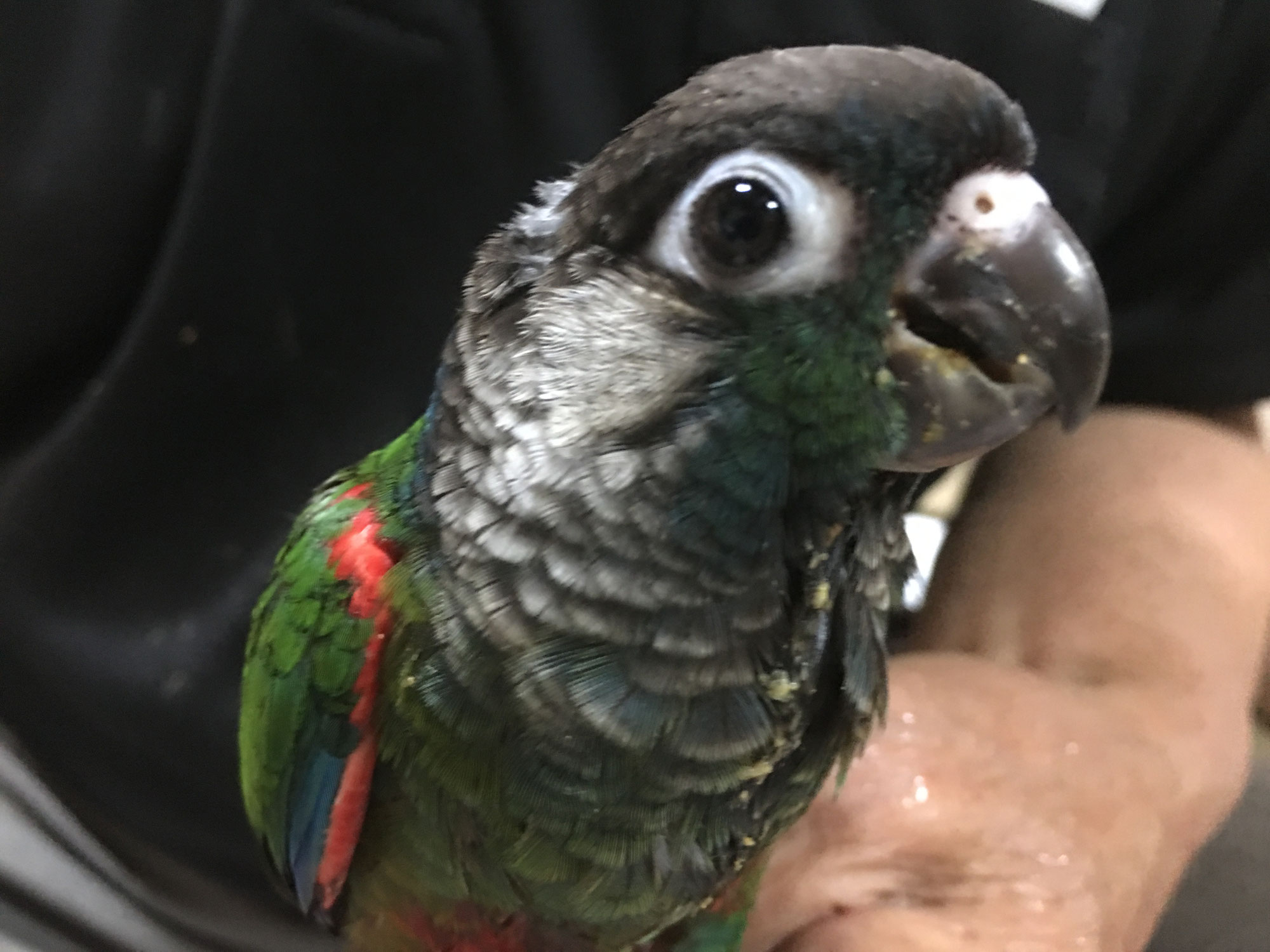 ウロコインコ 福岡手乗りインコ小鳥販売店ペットミッキンのホームページです ウロコインコ 福岡手乗りインコ小鳥販売店ペットミッキンのホームページです