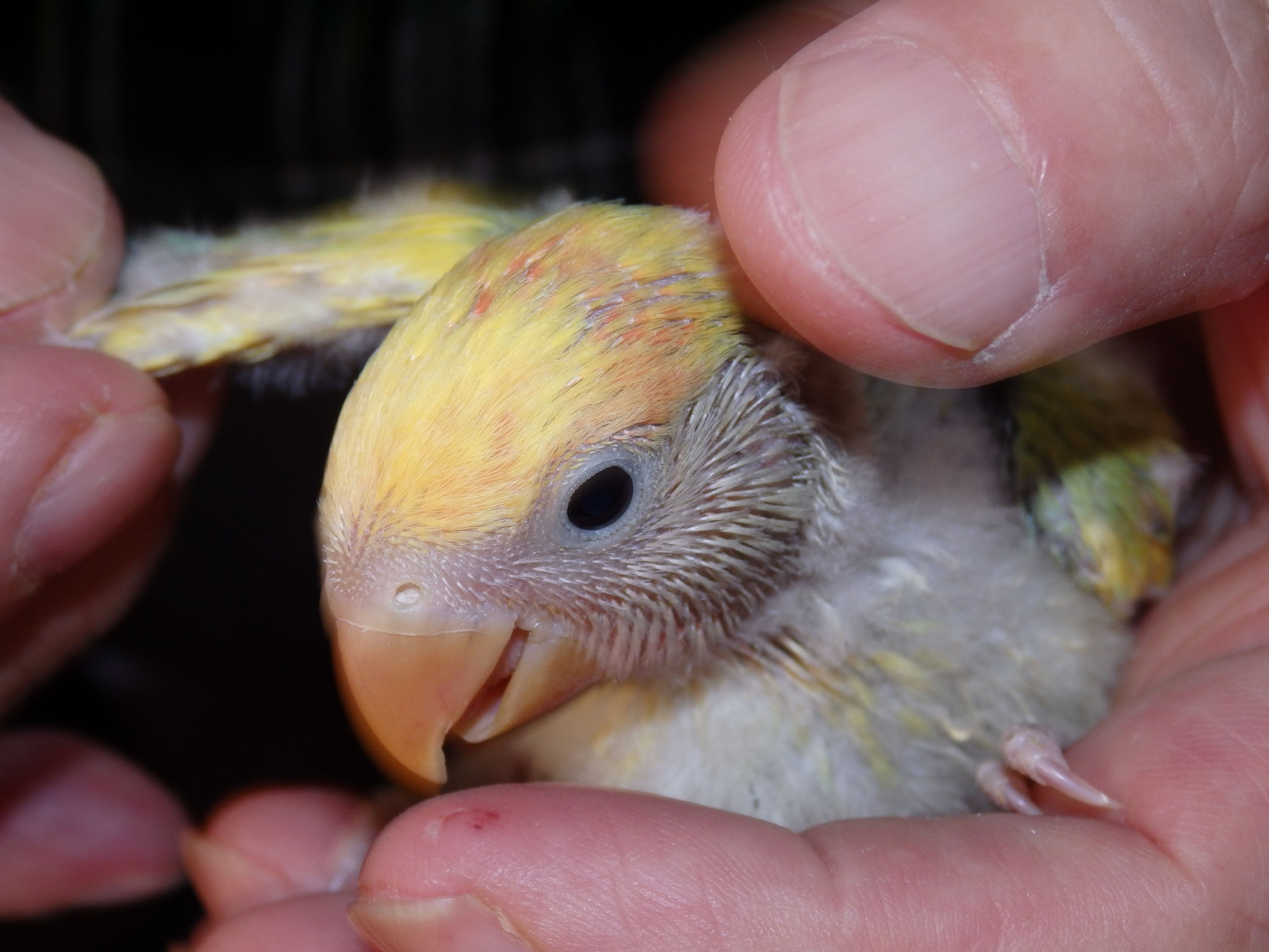 コザクラインコ 画像 2261 コザクラインコ 画像 Fotojpgazo コザクラインコ 画像 2261 コザクラインコ 画像 Fotojpgazo