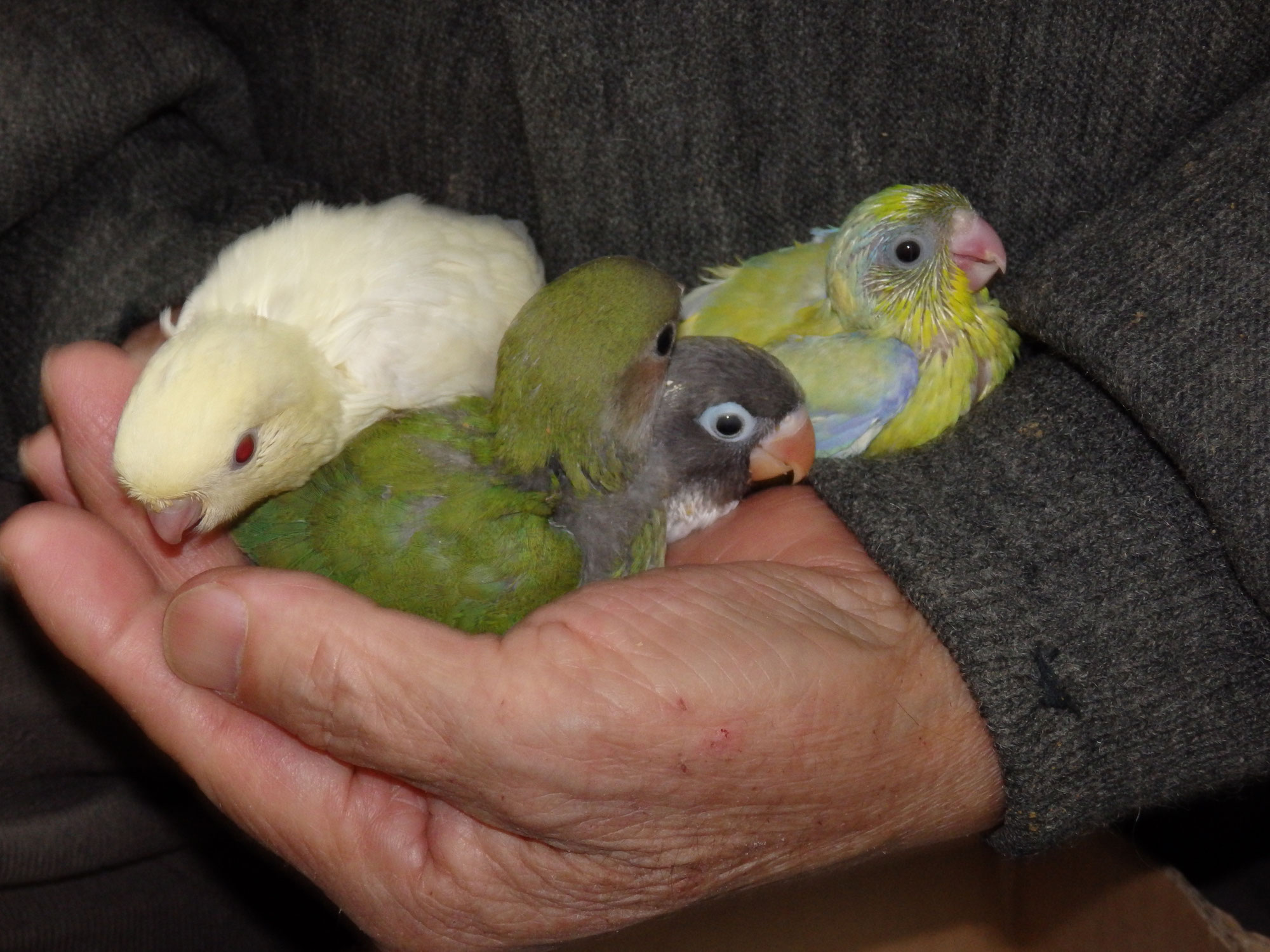 インコ - 福岡 ペットミッキンのホームページ インコ - 福岡 ペットミッキンのホームページ
