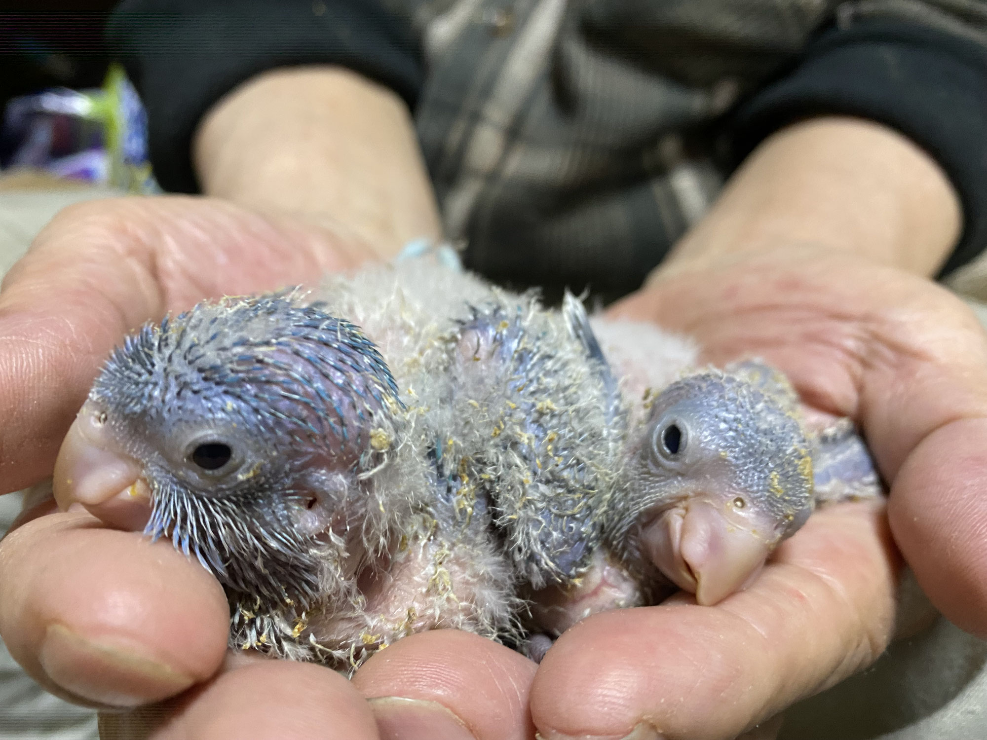 オキナインコが仲間入りしました。