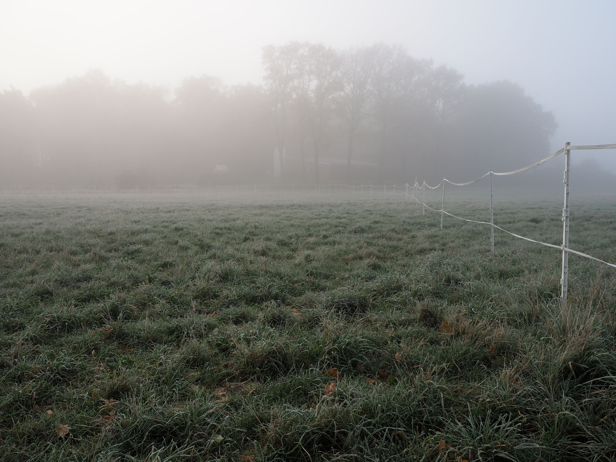 Weide-Experiment Dezember 2022