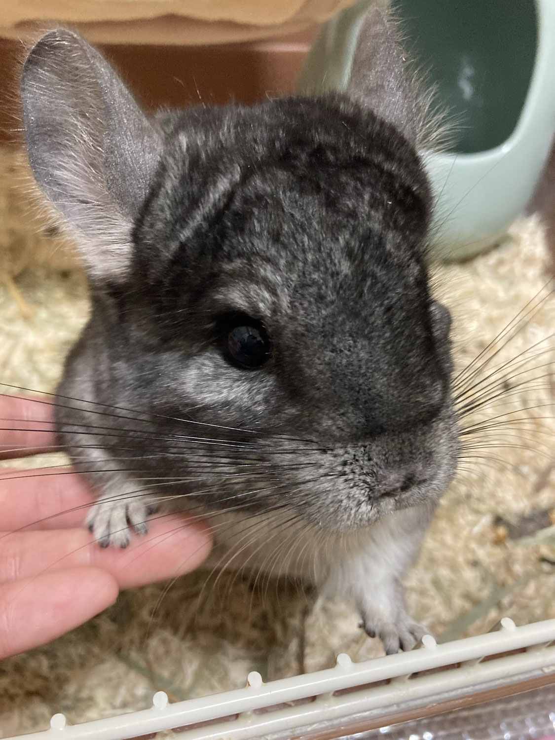 我が家のペット