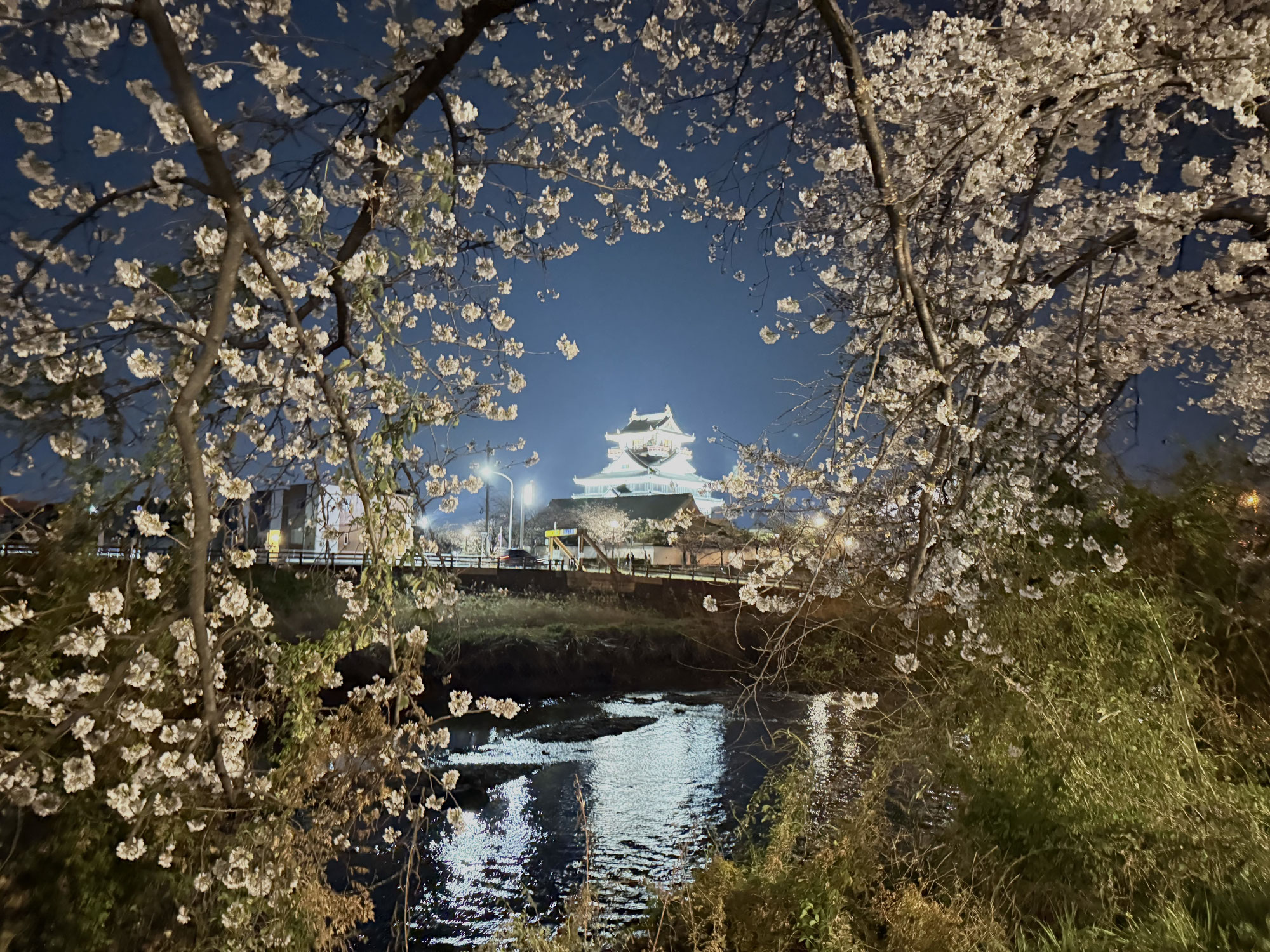 お花見