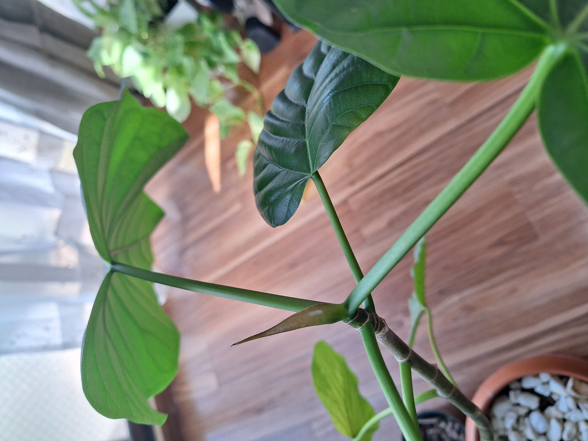 自分の周りの植物が枯れる時・・