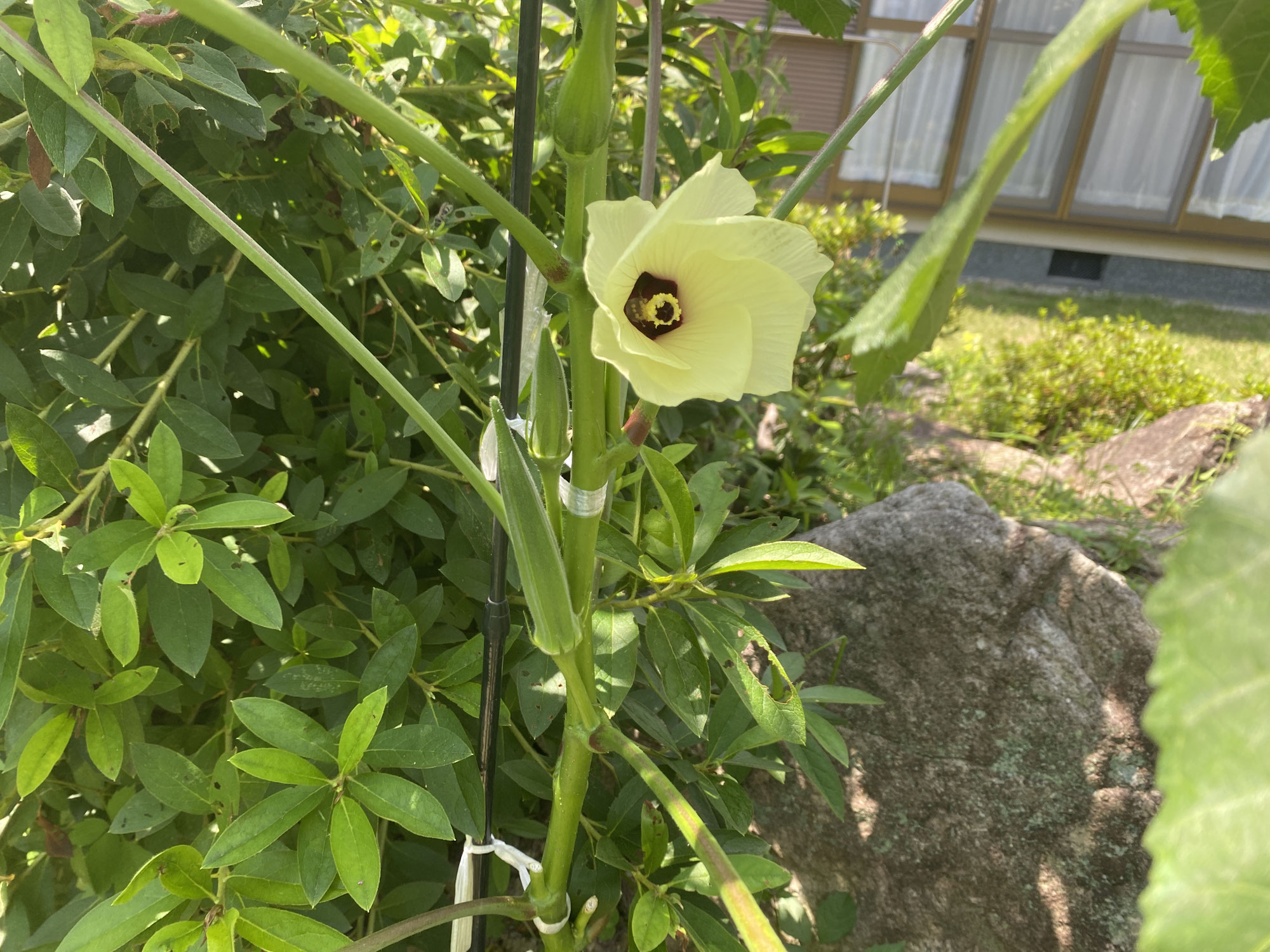小さな家庭菜園のあるいえ　1年メンテナンス