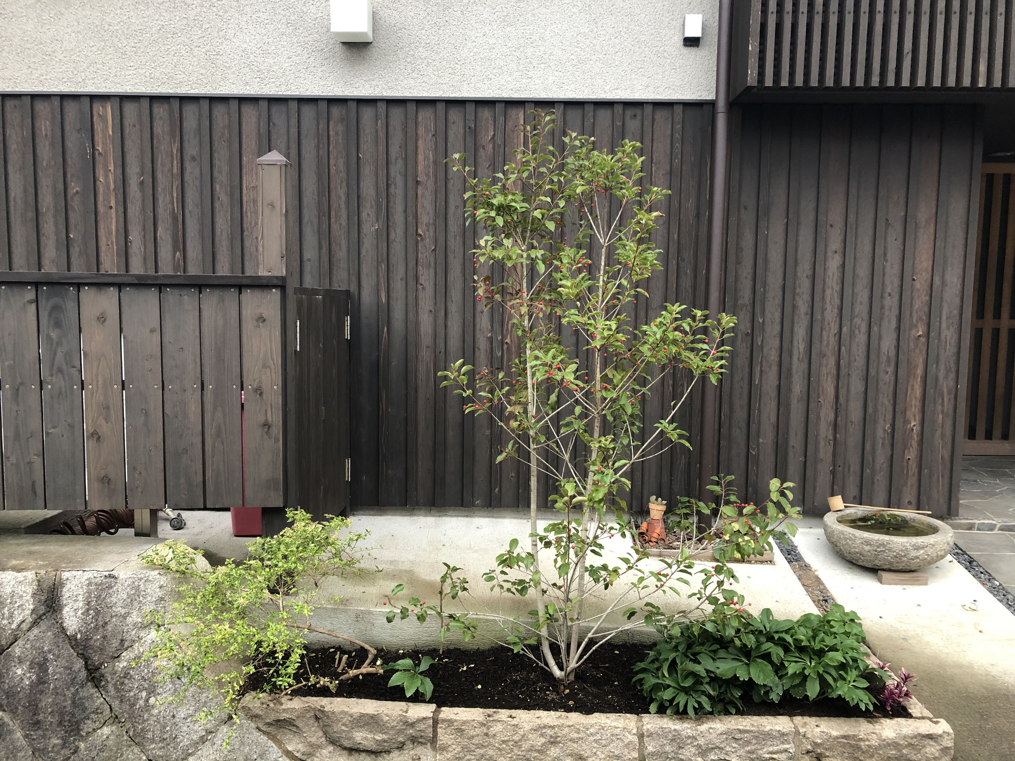 池田の家 玄関の植木を救え【メンテナンス】