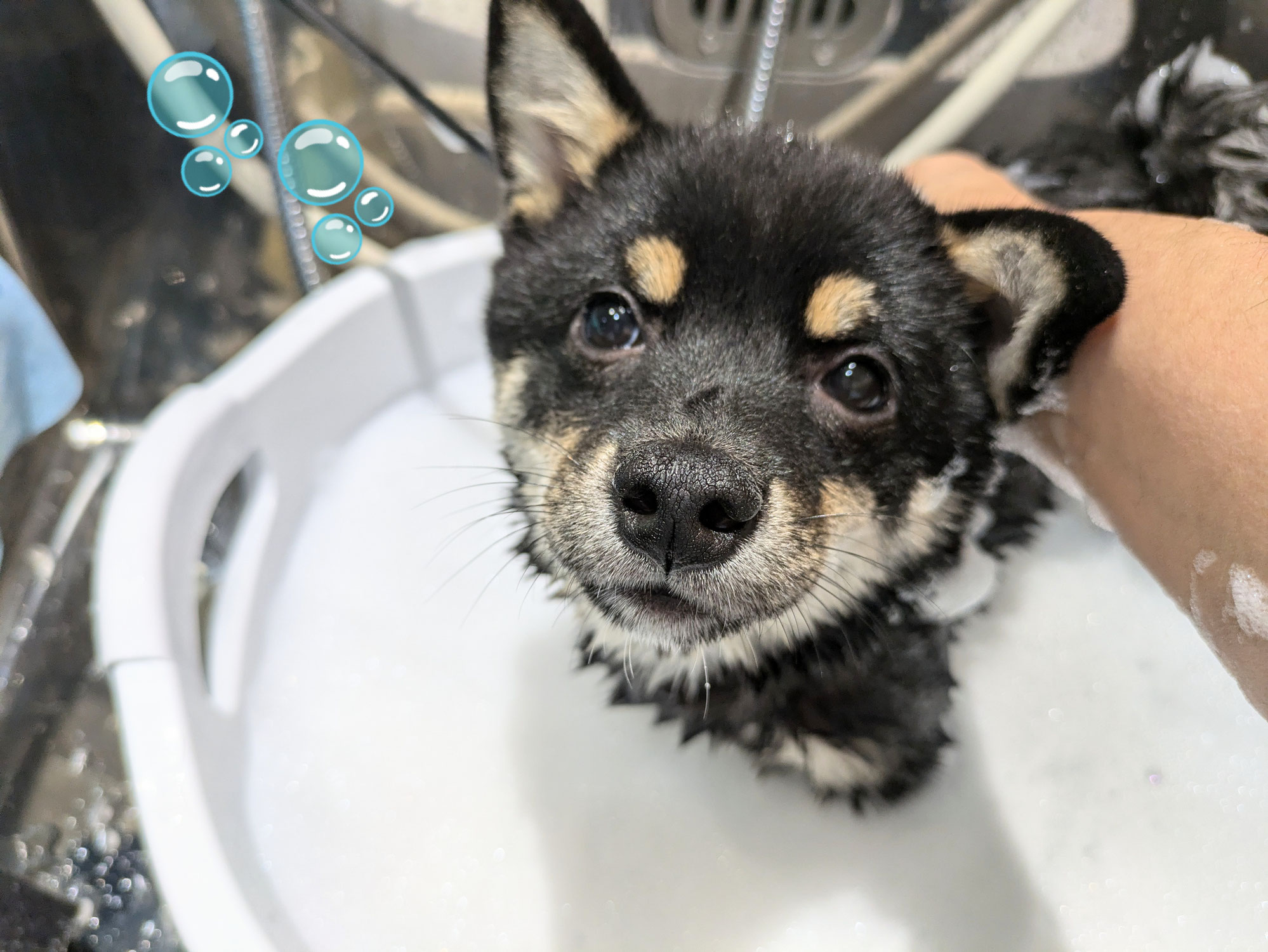 ももちゃん(柴犬)少しお姉さんになってました