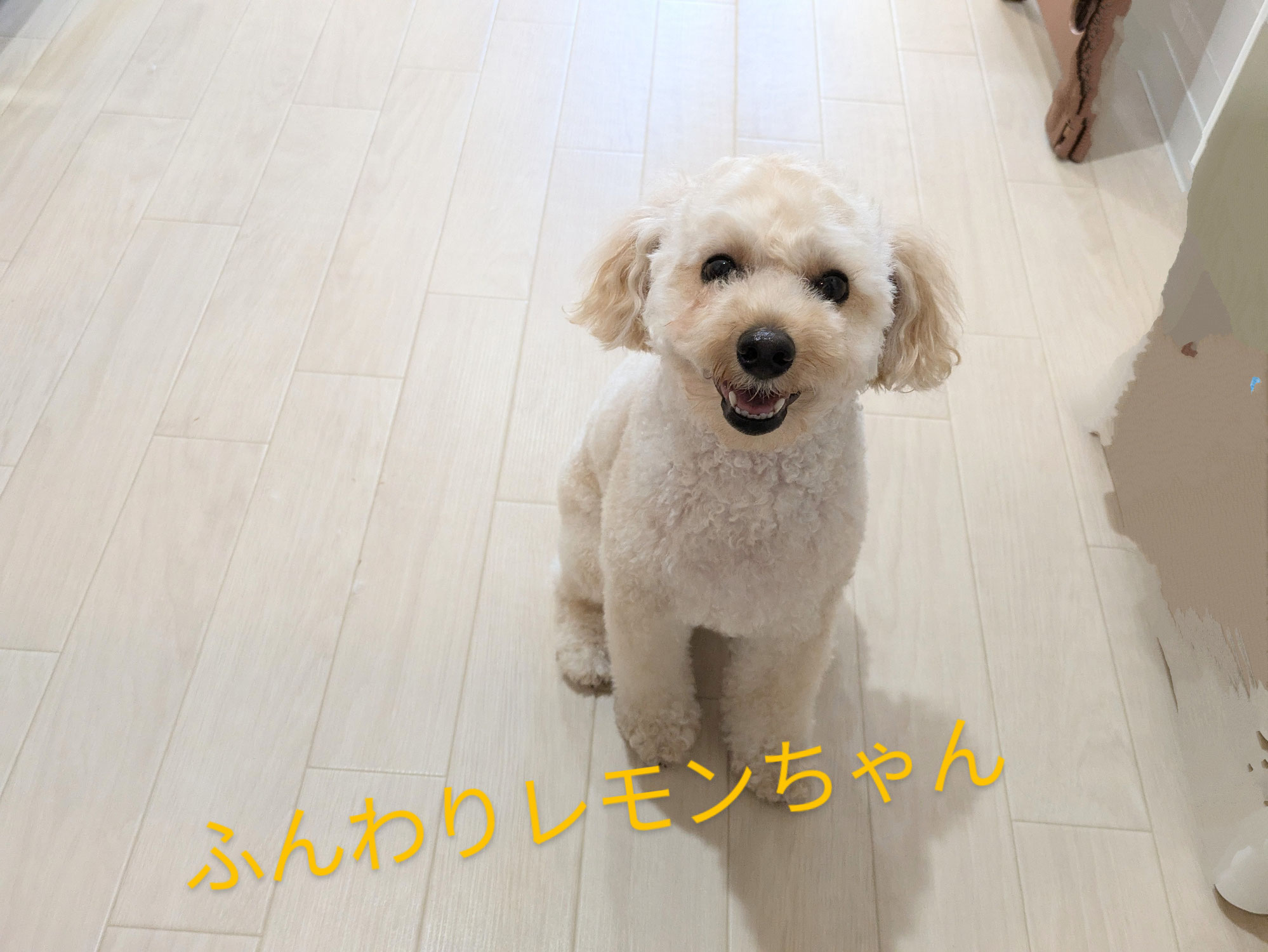 ふんわり可愛いれもんちゃん(トイプードル）