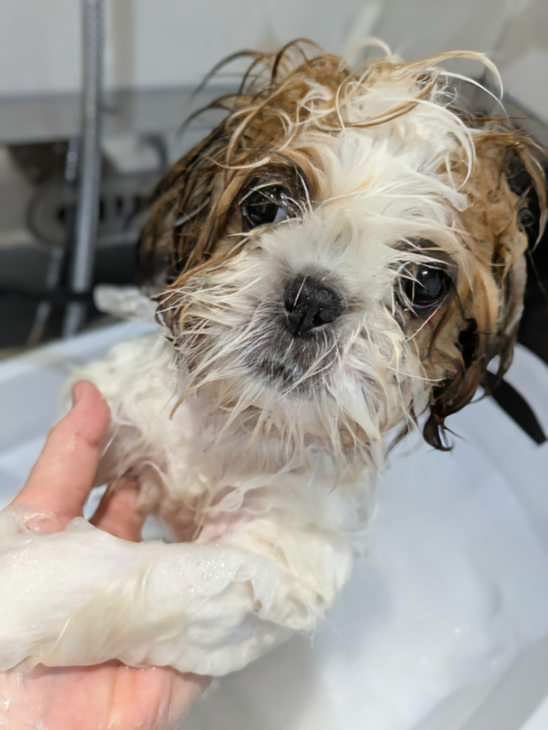 シーズー(仔犬)ちゃんシャンプー
