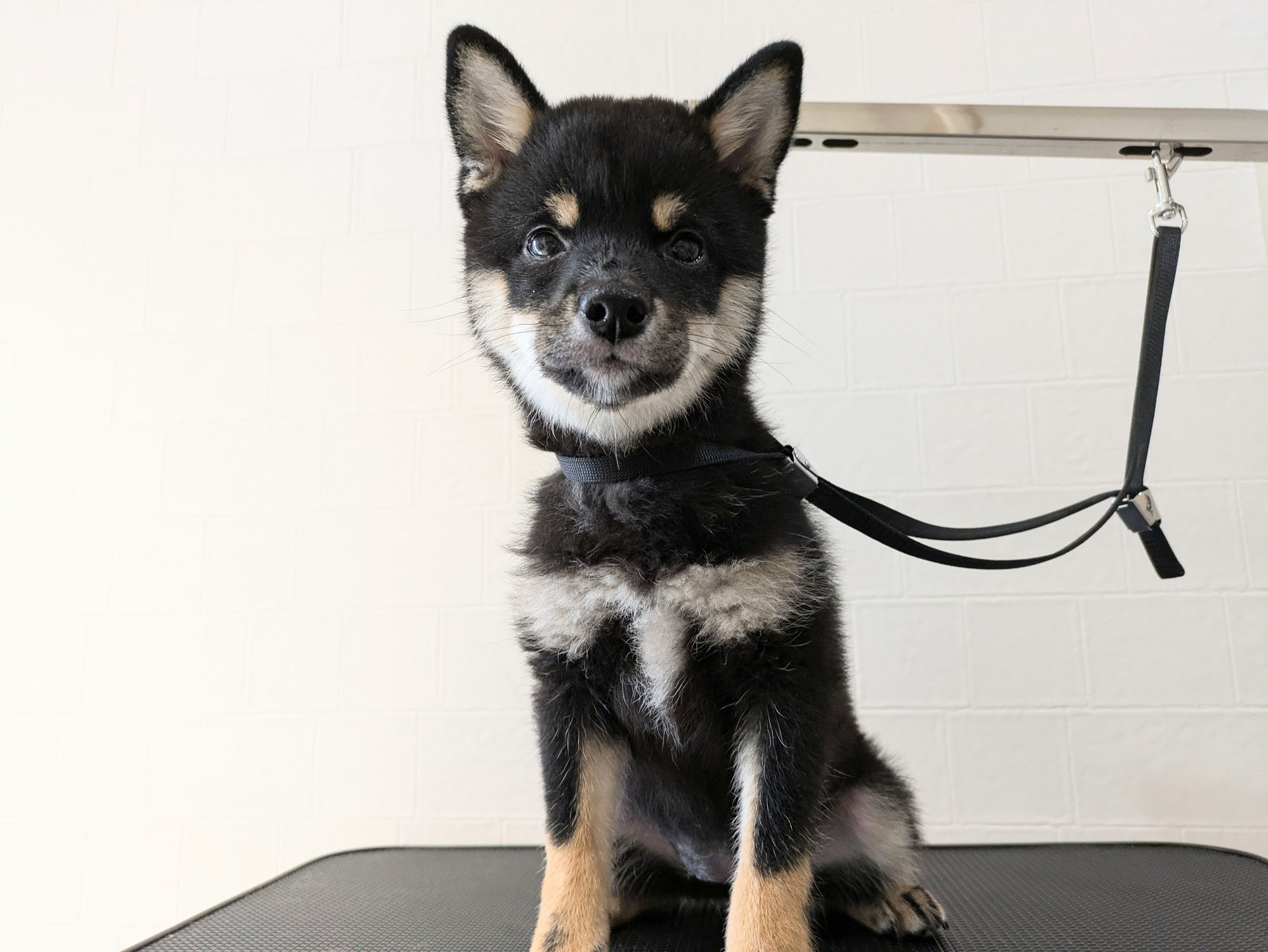 ももちゃん(柴犬子犬)初めてのトリミング
