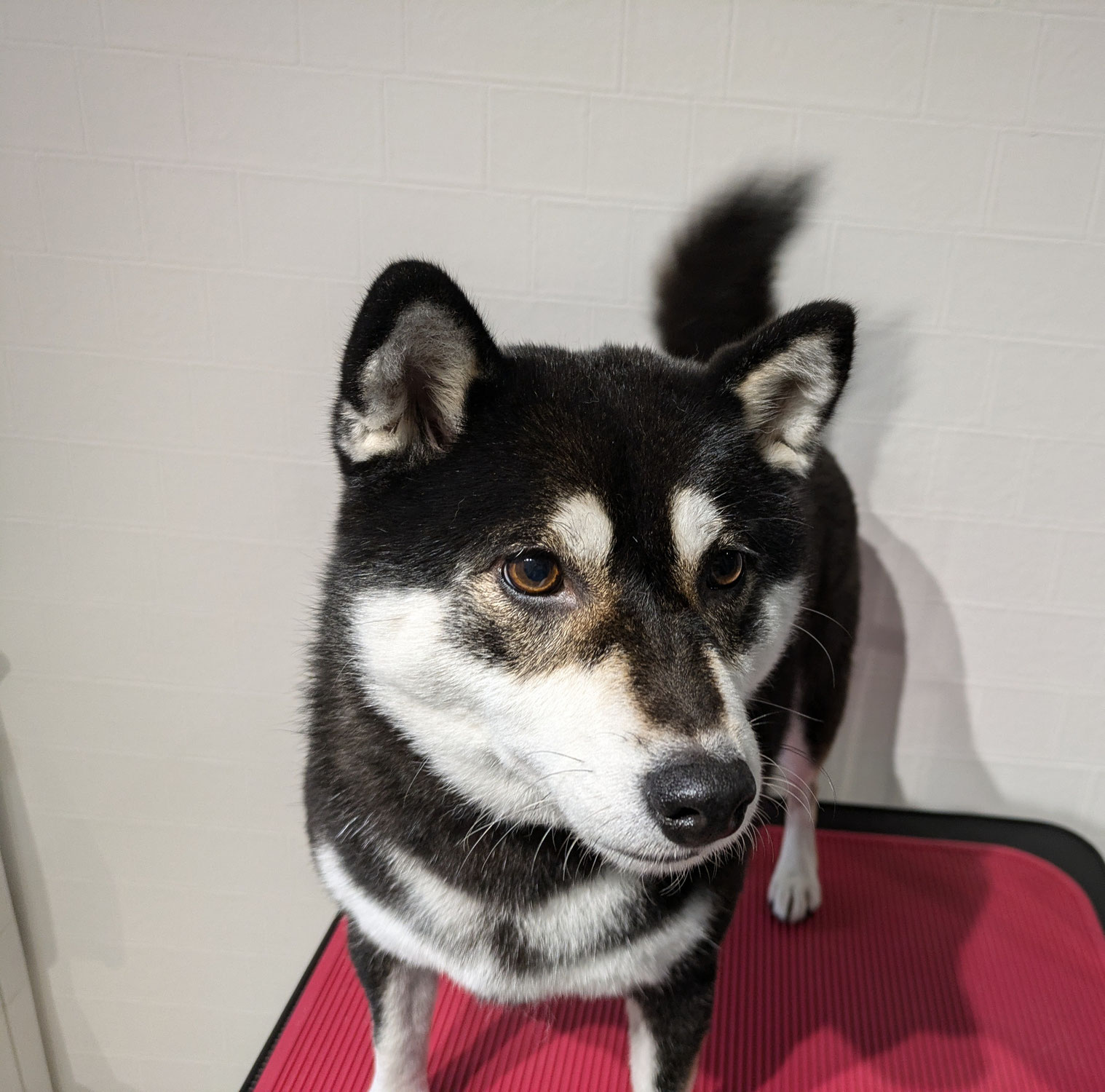 りりーちゃん（柴犬）達成感スマイル❣