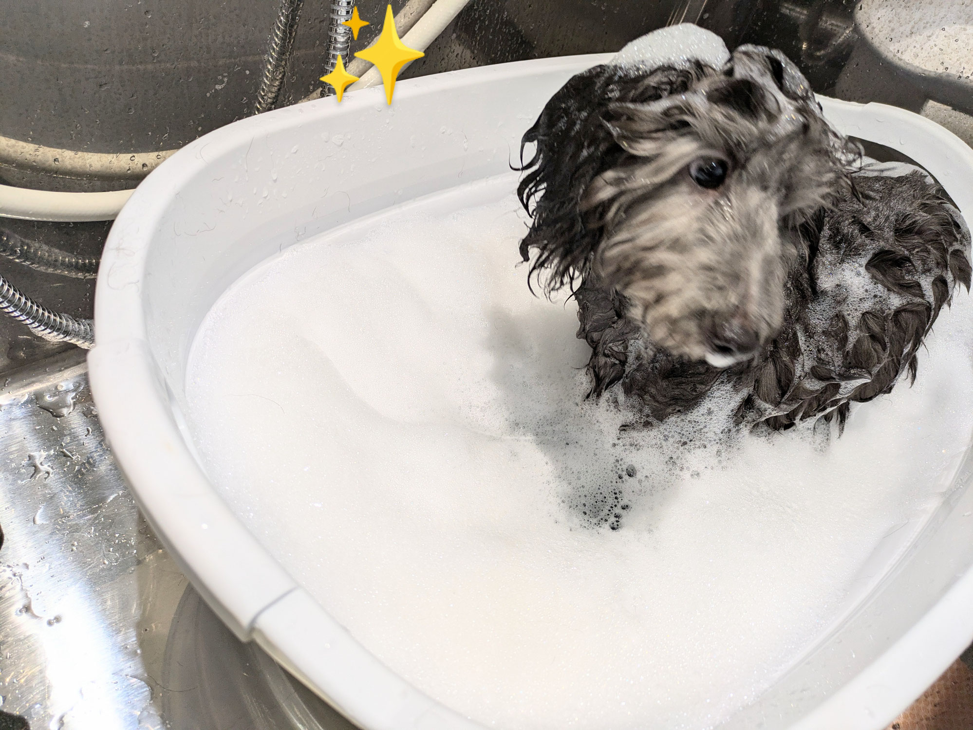 のあちゃん(ダップー子犬)お遊びもお風呂も大好き