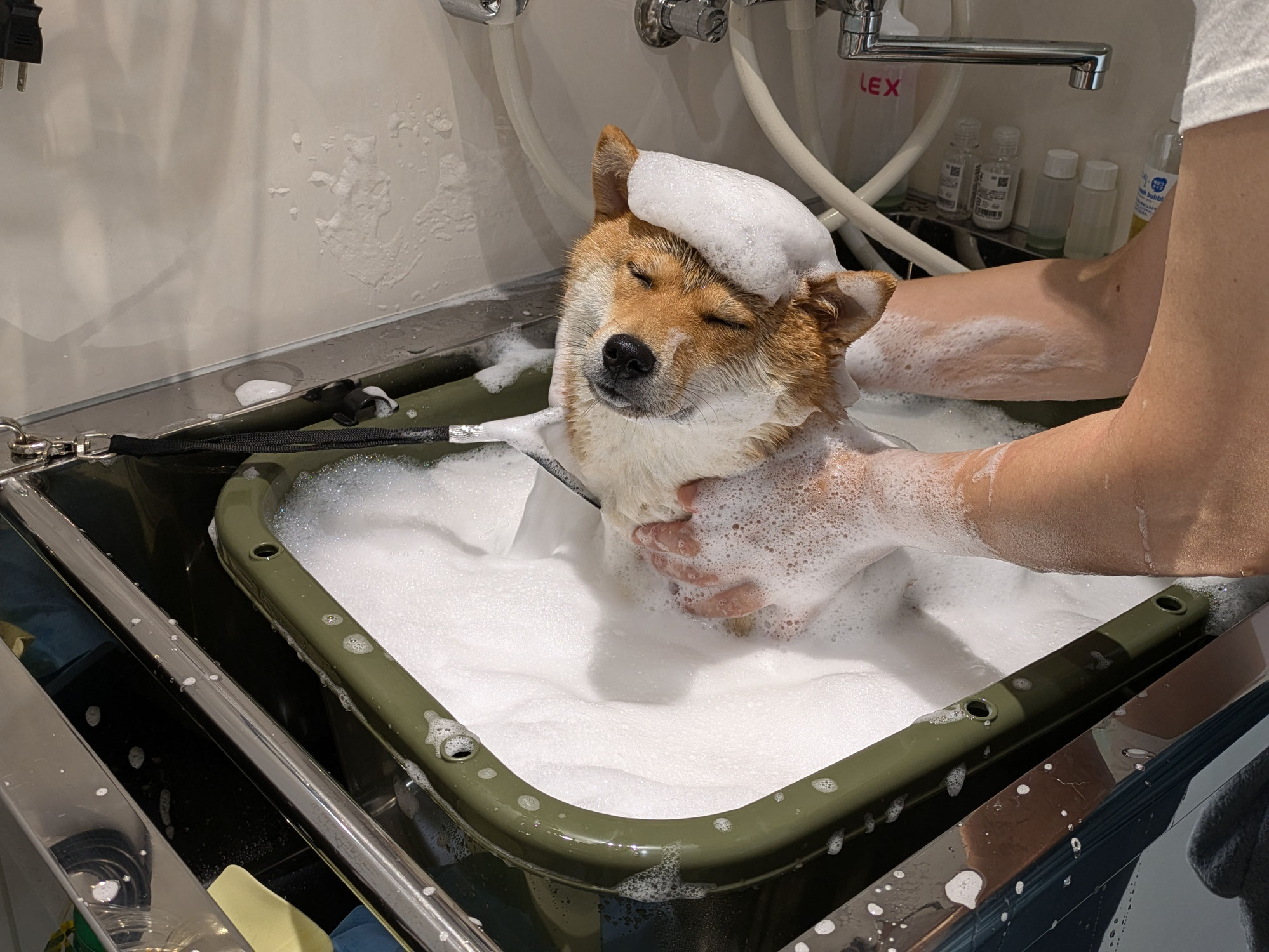 ねむたい ももちゃん（柴犬）