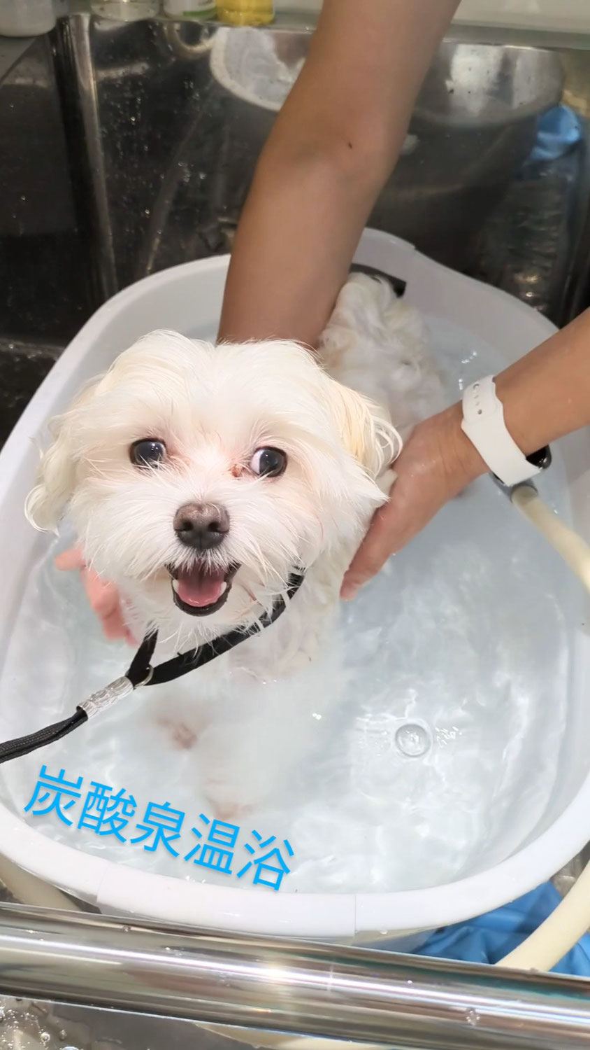 ハクちゃん(マルチーズ)初めて炭酸泉温浴