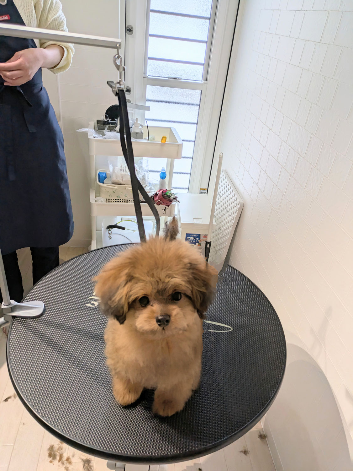 ポメプーちゃん(仔犬)