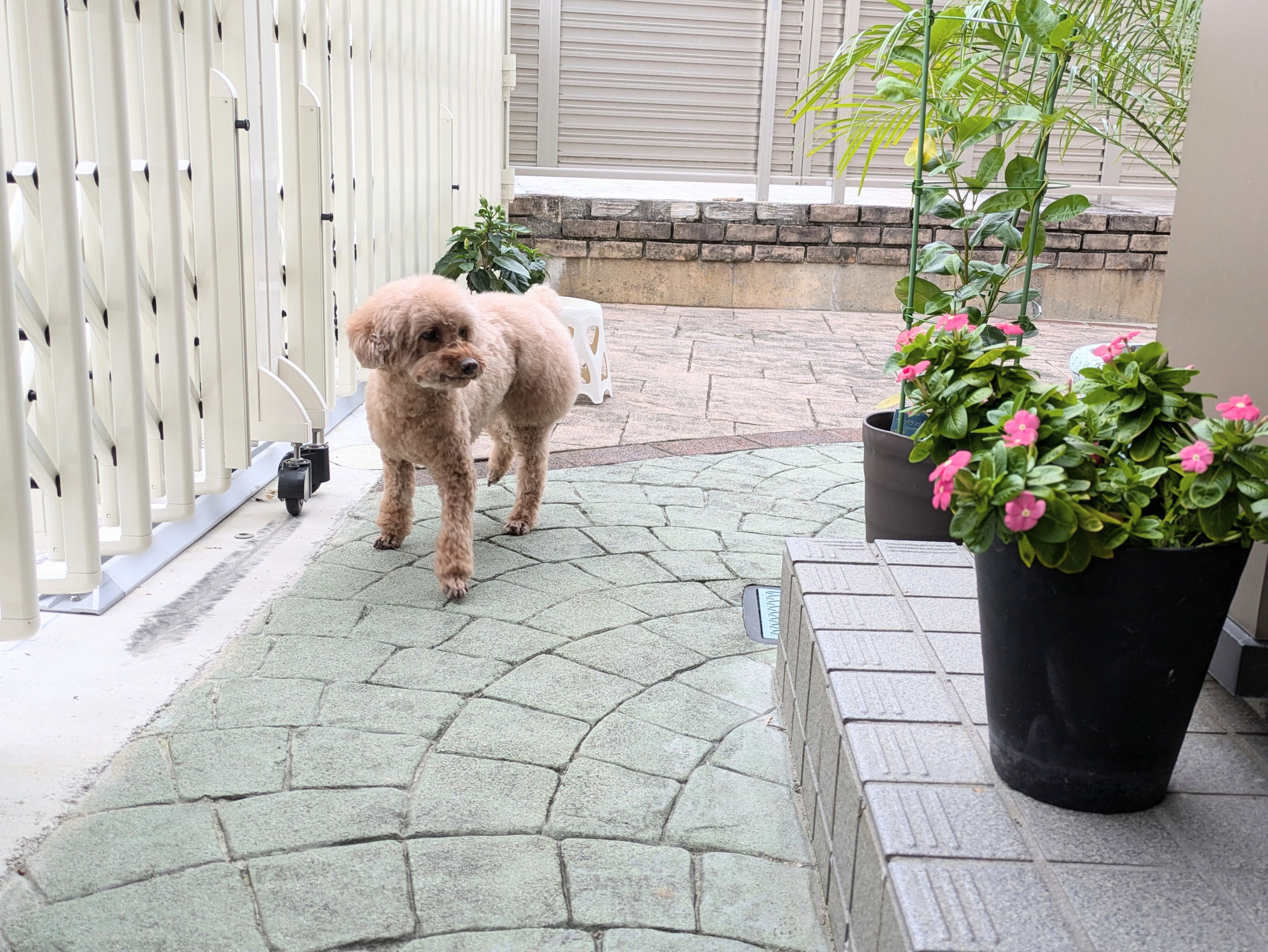 めいちゃん(トイプードル)富山へようこそ