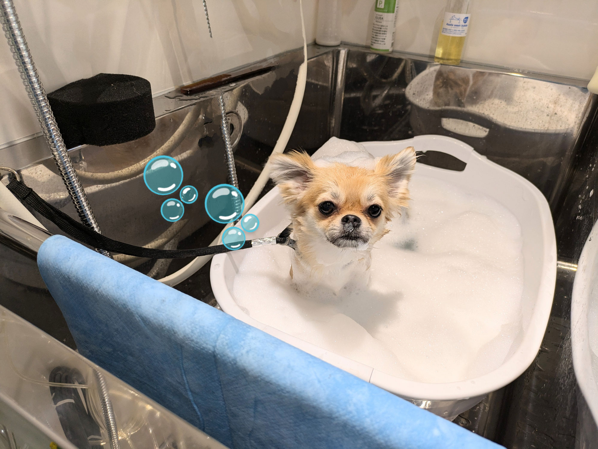 小さい身体でちょこちょこ歩くクーちゃん(チワポメ)