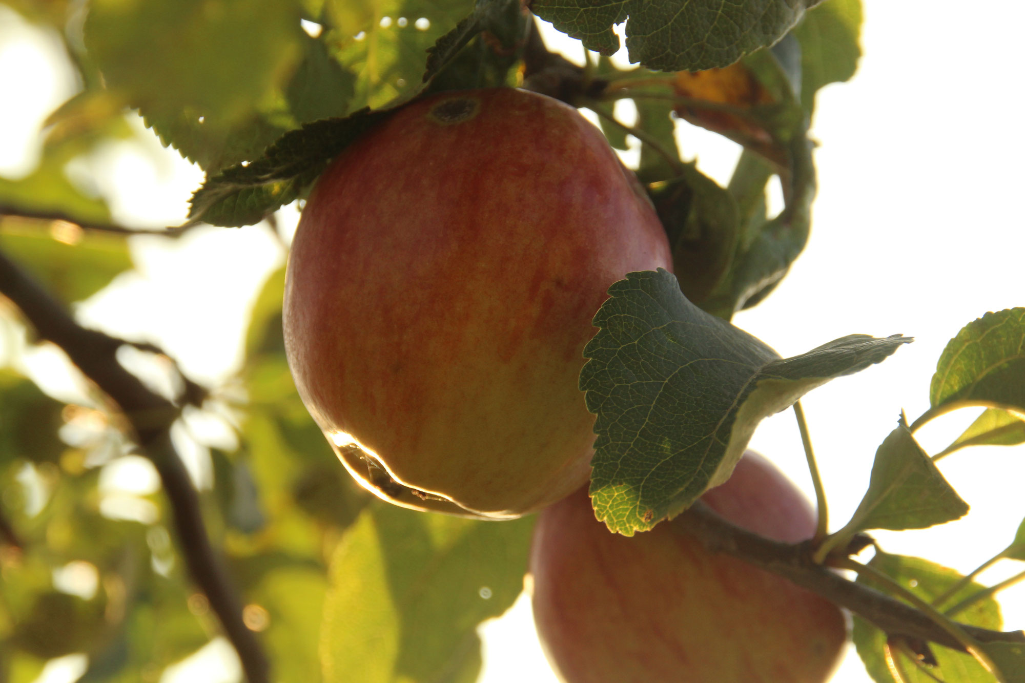 Ewige Jugend und ein Apfel