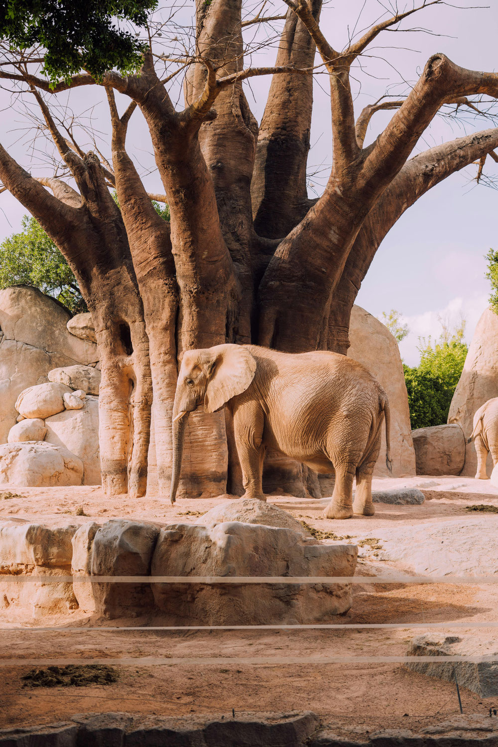 Il Piccolo Baobab: Un Simbolo di Crescita e Resilienza