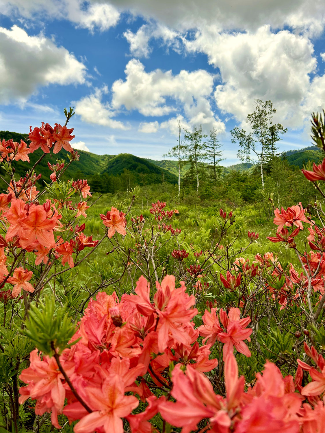 ★鮮やかな花々。