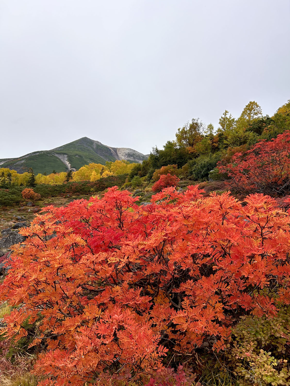 ★紅葉情報。