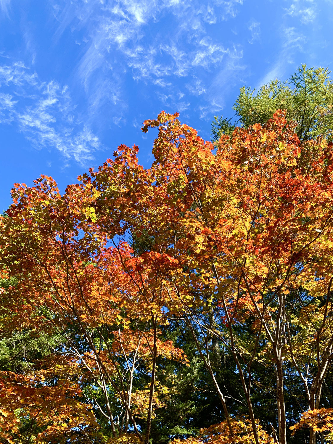 ★紅葉日和。