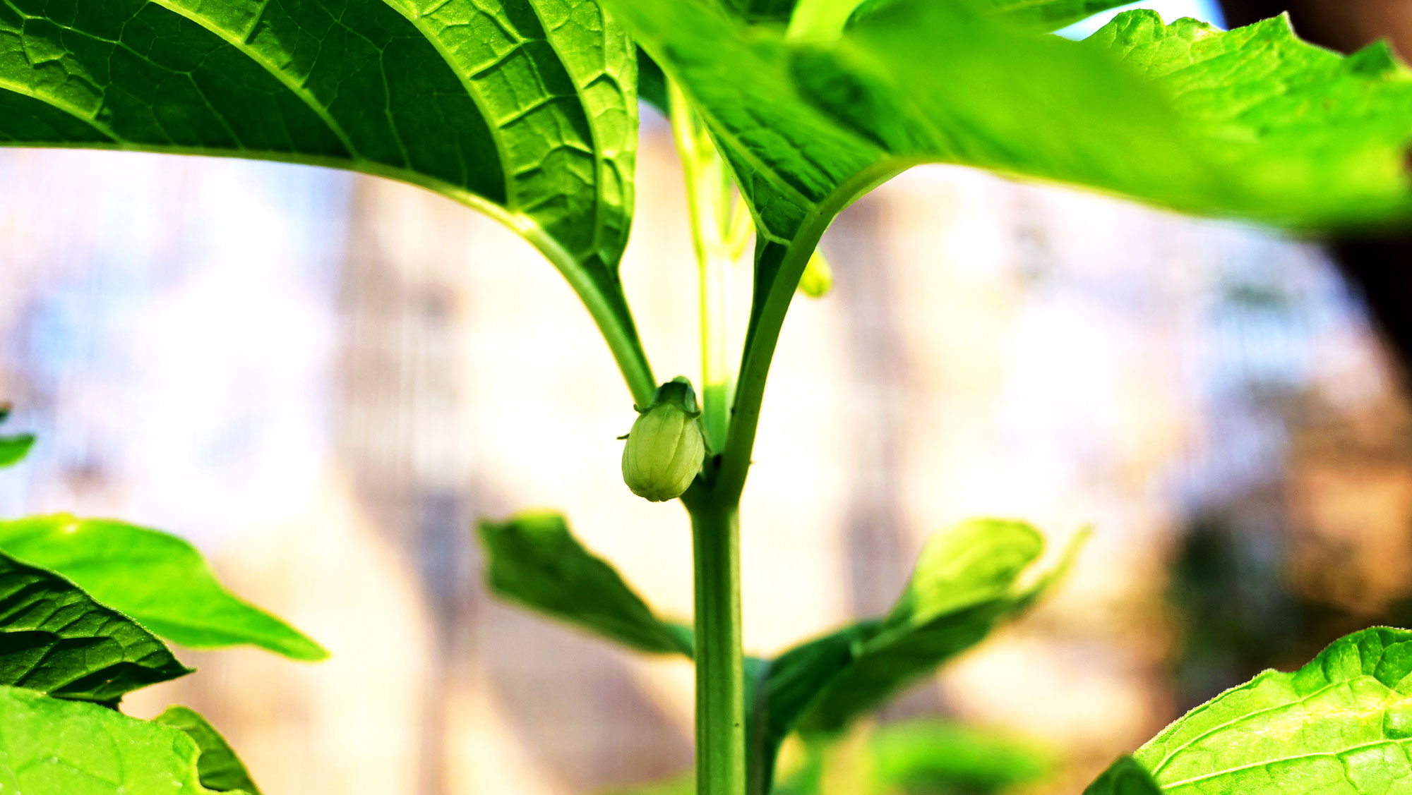 6月6日　ほおずきの花　その２　30日目