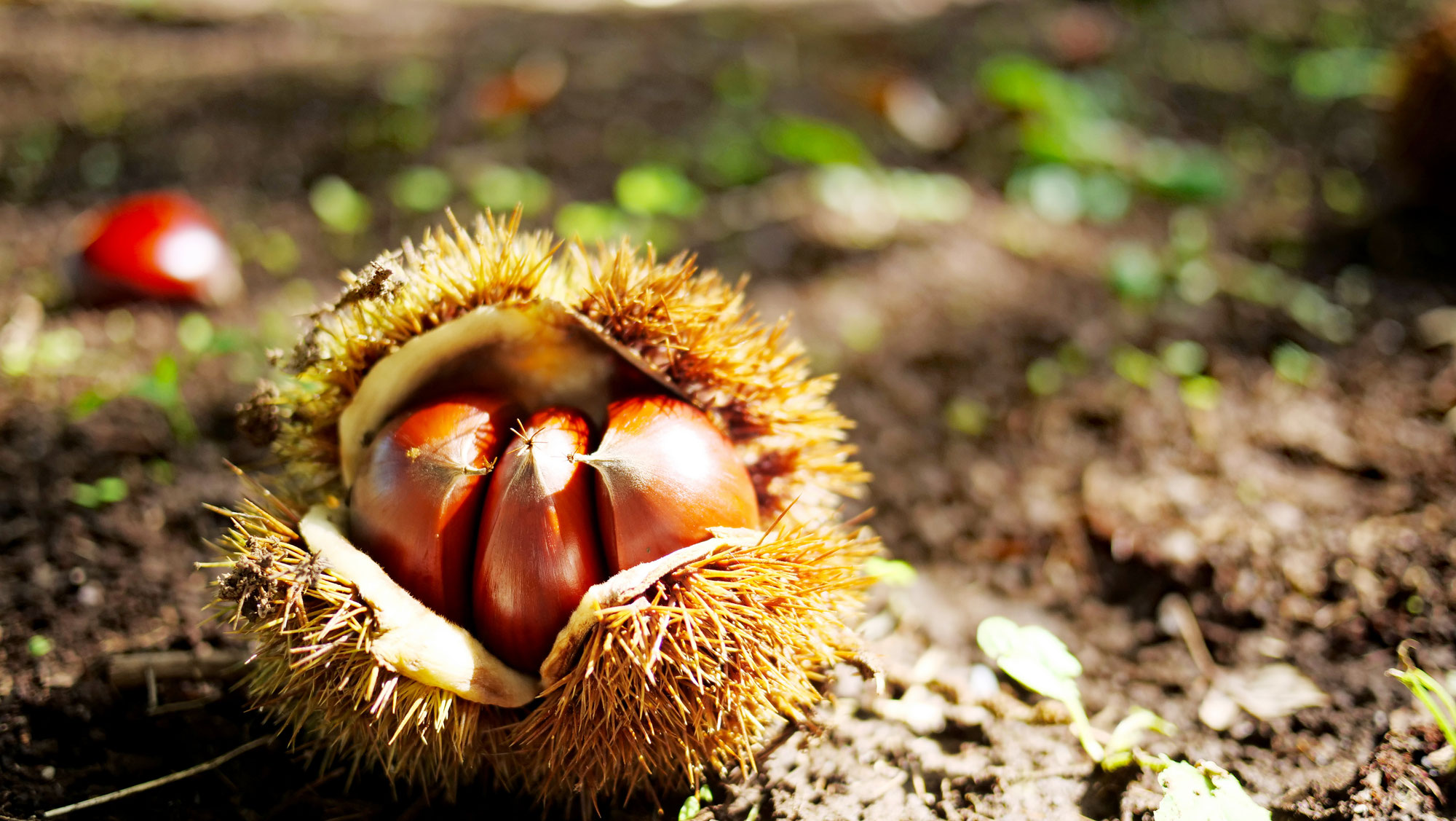 ブログ - 岩間の栗や・小田喜商店
