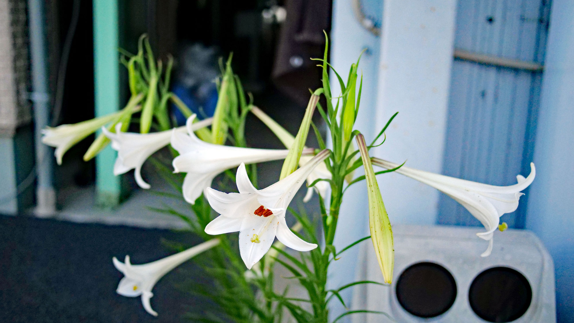 8月5日 　テッポウユリの七輪　開花　90日目