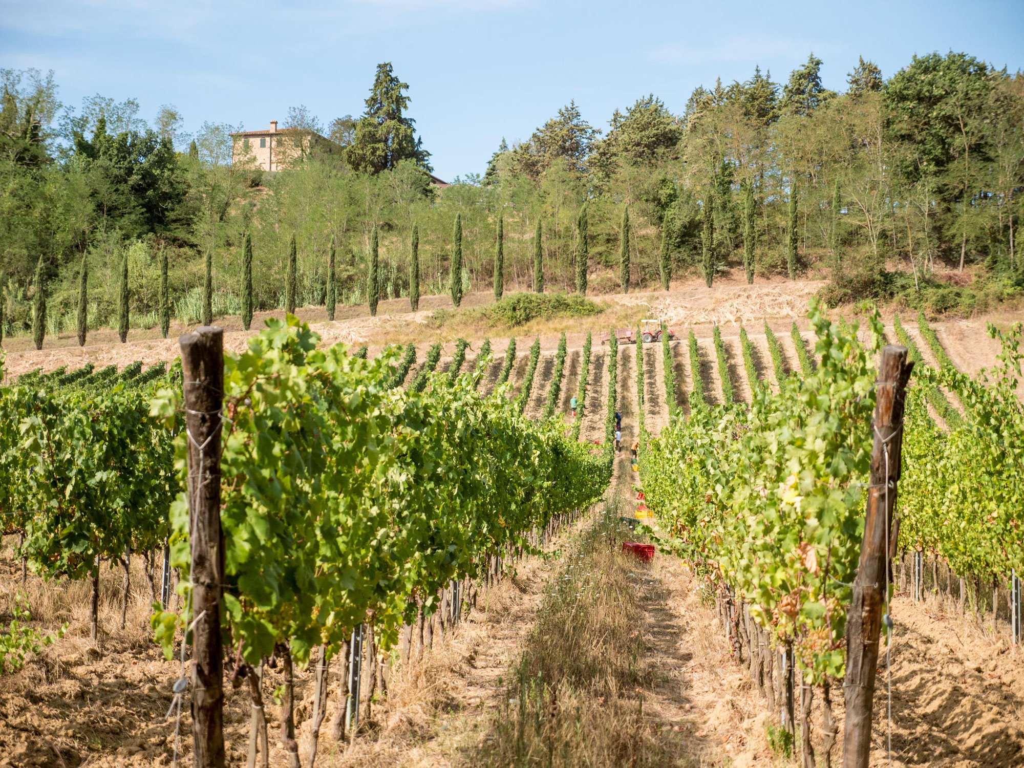Terre di Pisa - Feine Toskana-Weine zu attraktiven Preisen