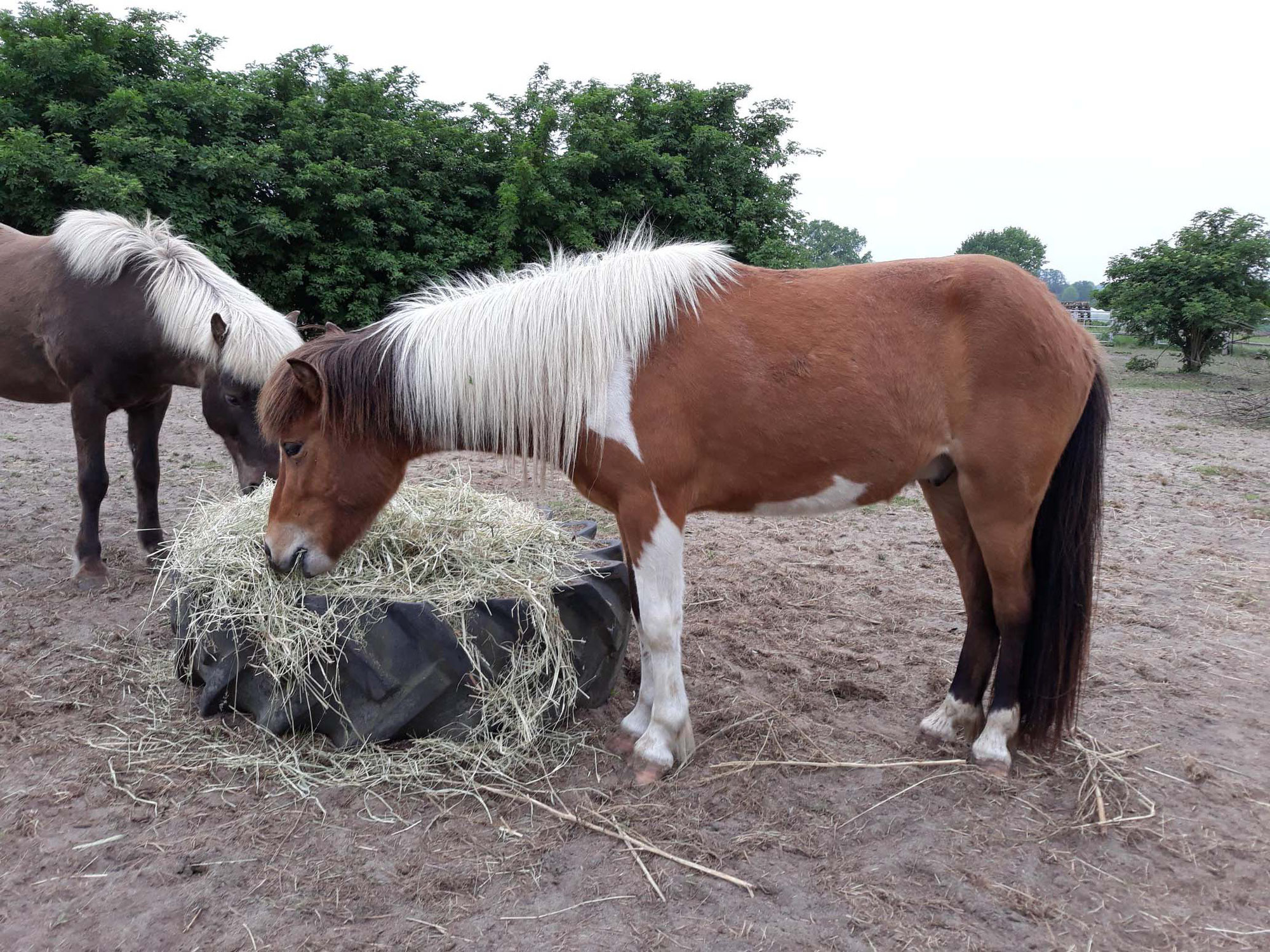 "Dauerfresser" Pferd