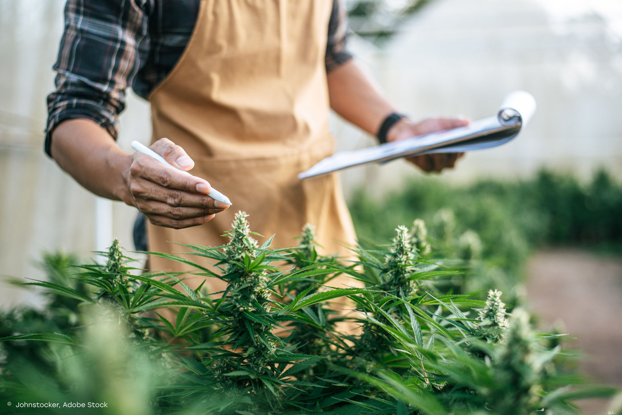 Marzahn-Hellersdorf genehmigt Berlins ersten Cannabis Social Club
