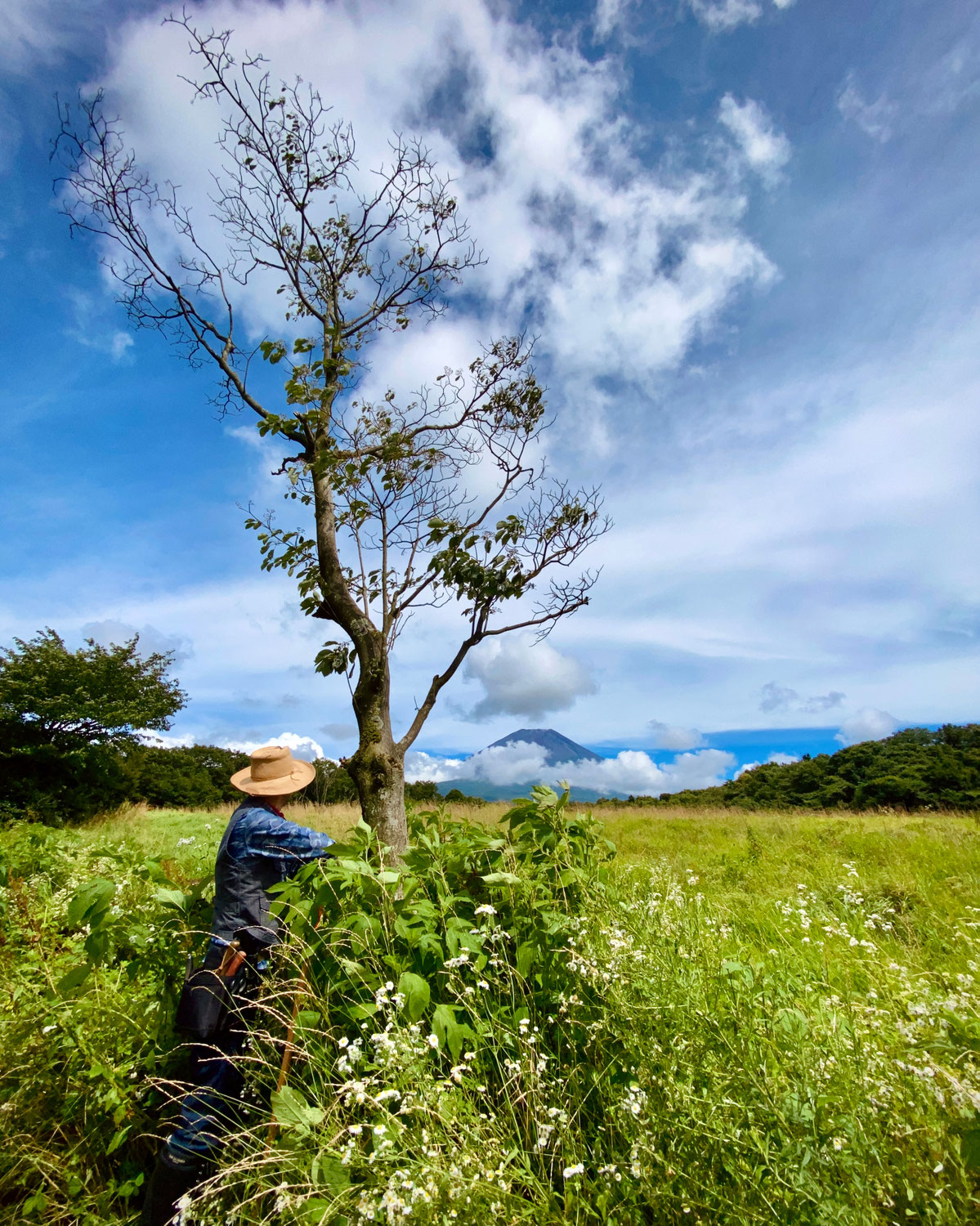 Grassland