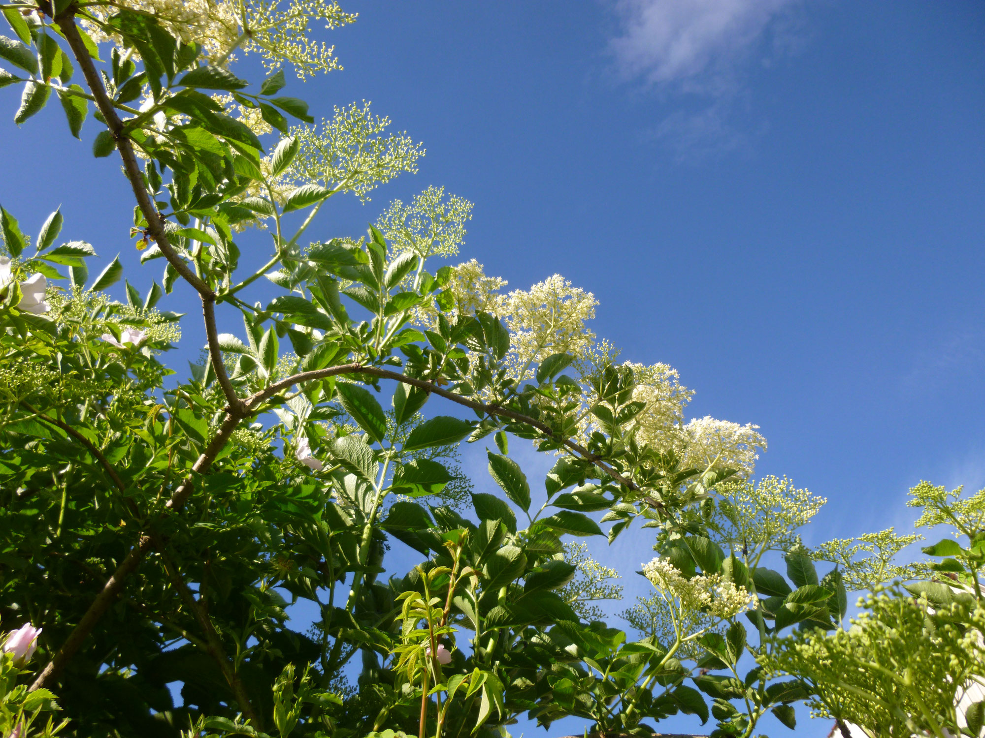 SUREAU - Sambucus Nigra