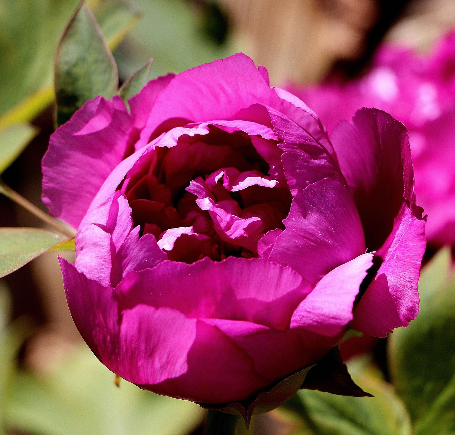 Floristische (Team-)Leitung