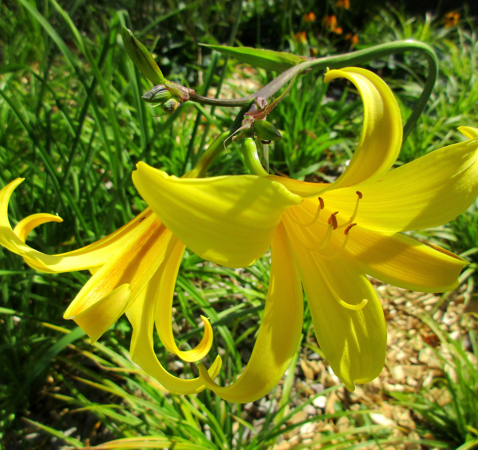 Projektleiter/-in Gartenplanung 80–100 %
